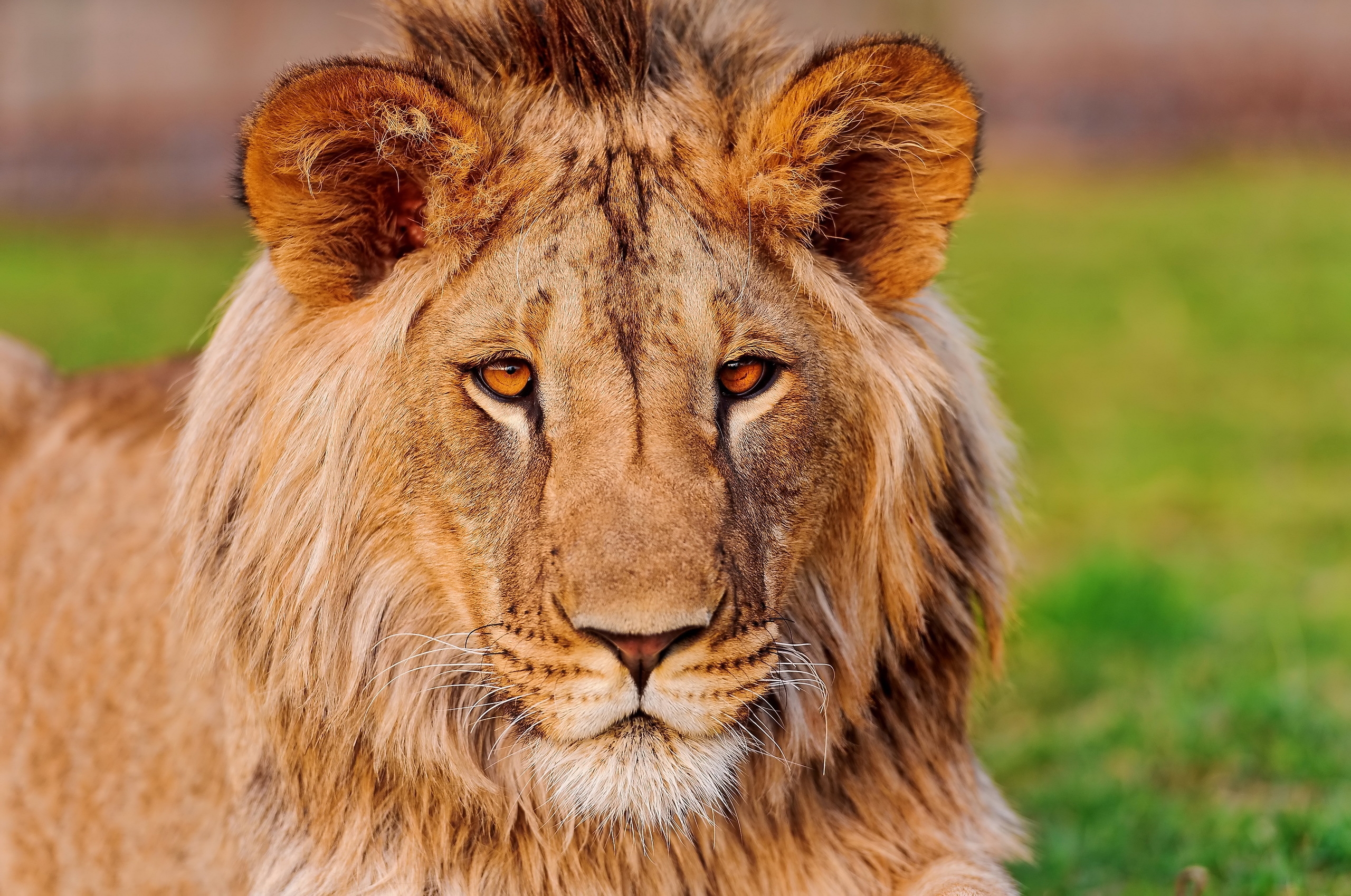 lion, animals, muzzle, predator, sight, opinion