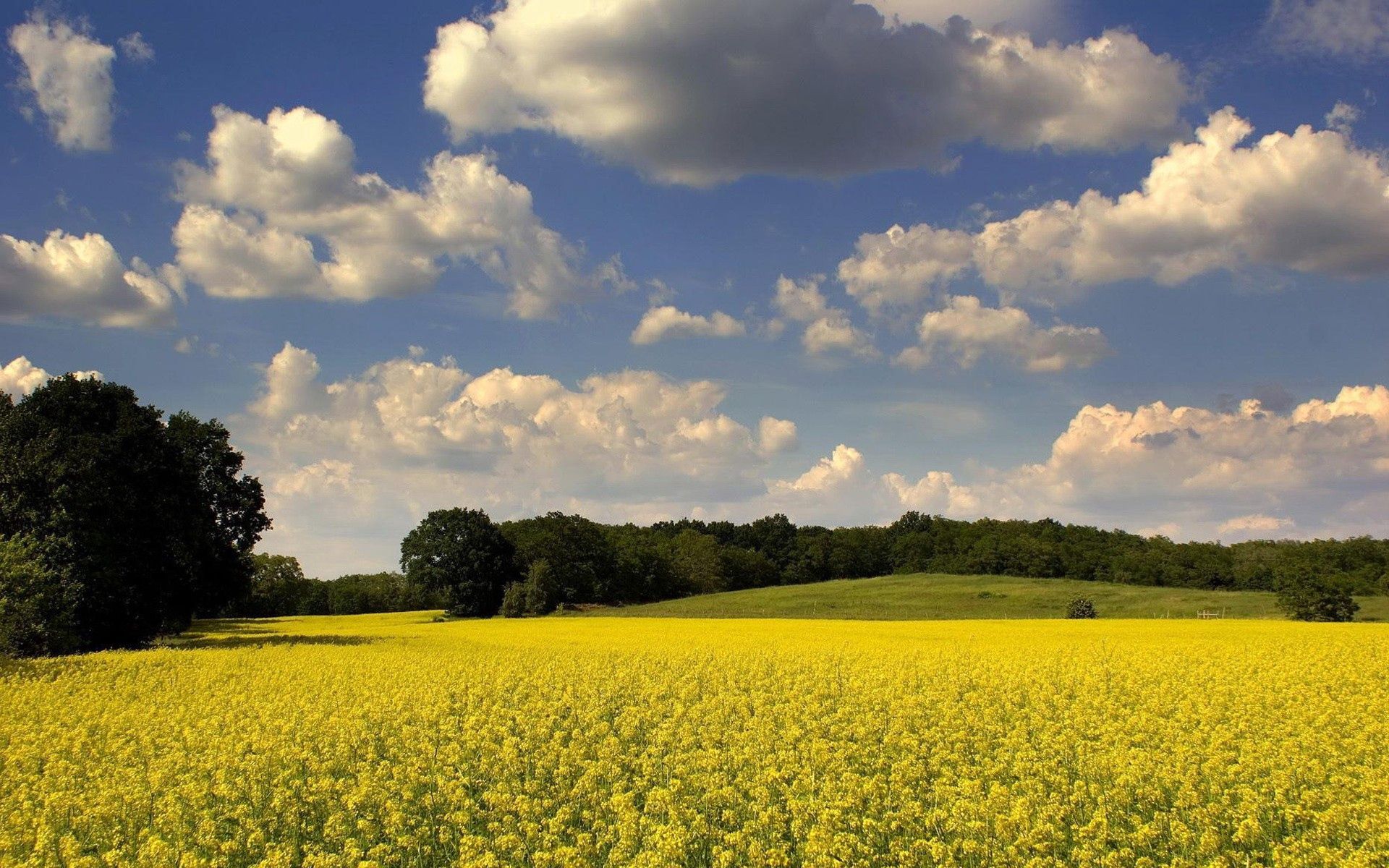 Laden Sie das Sommer, Natur, Blumen, Bäume, Clouds, Polyana, Glade-Bild kostenlos auf Ihren PC-Desktop herunter