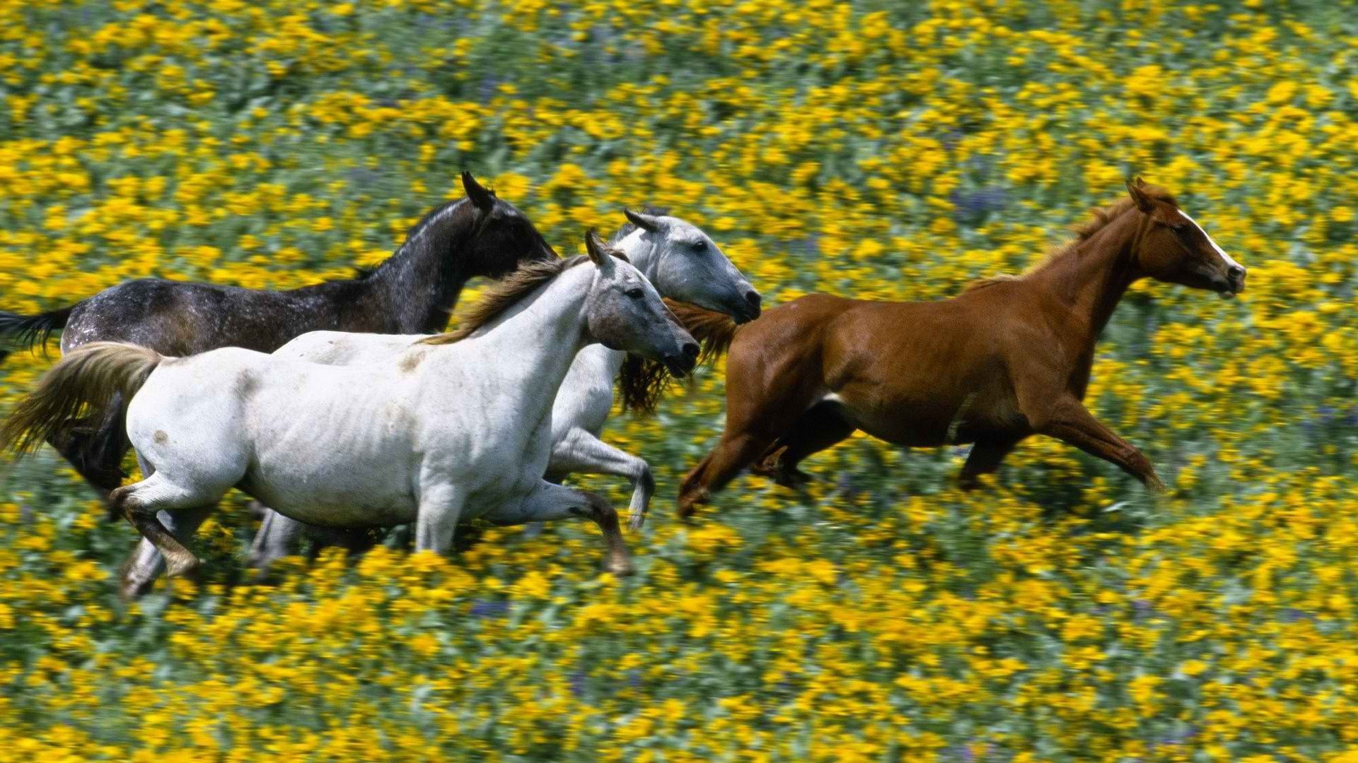 139316 Hintergrundbild herunterladen pferde, tiere, grass, weglaufen, ausführen - Bildschirmschoner und Bilder kostenlos