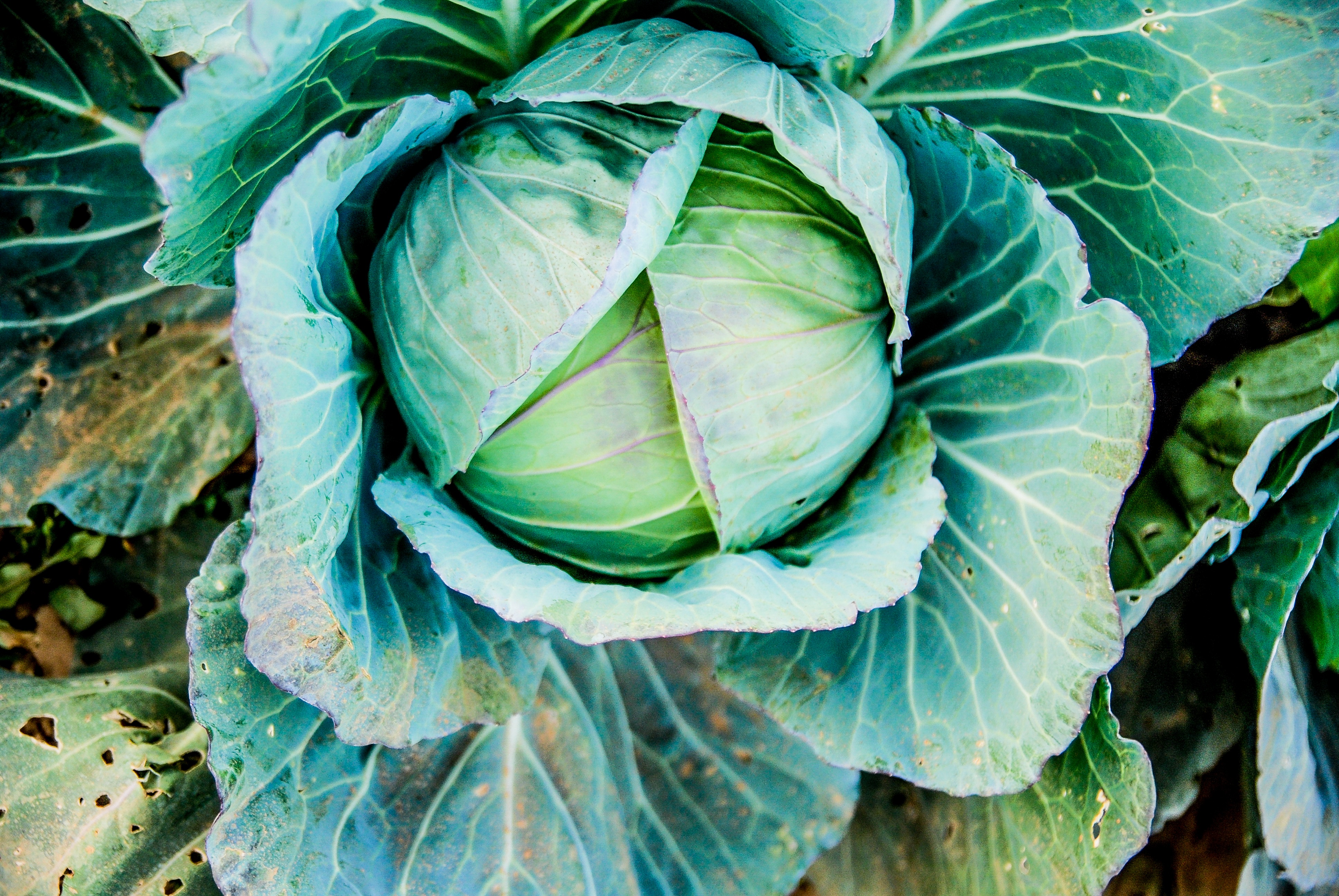Laden Sie das Lebensmittel, Gemüse, Kohl, Kopf, Kochan-Bild kostenlos auf Ihren PC-Desktop herunter