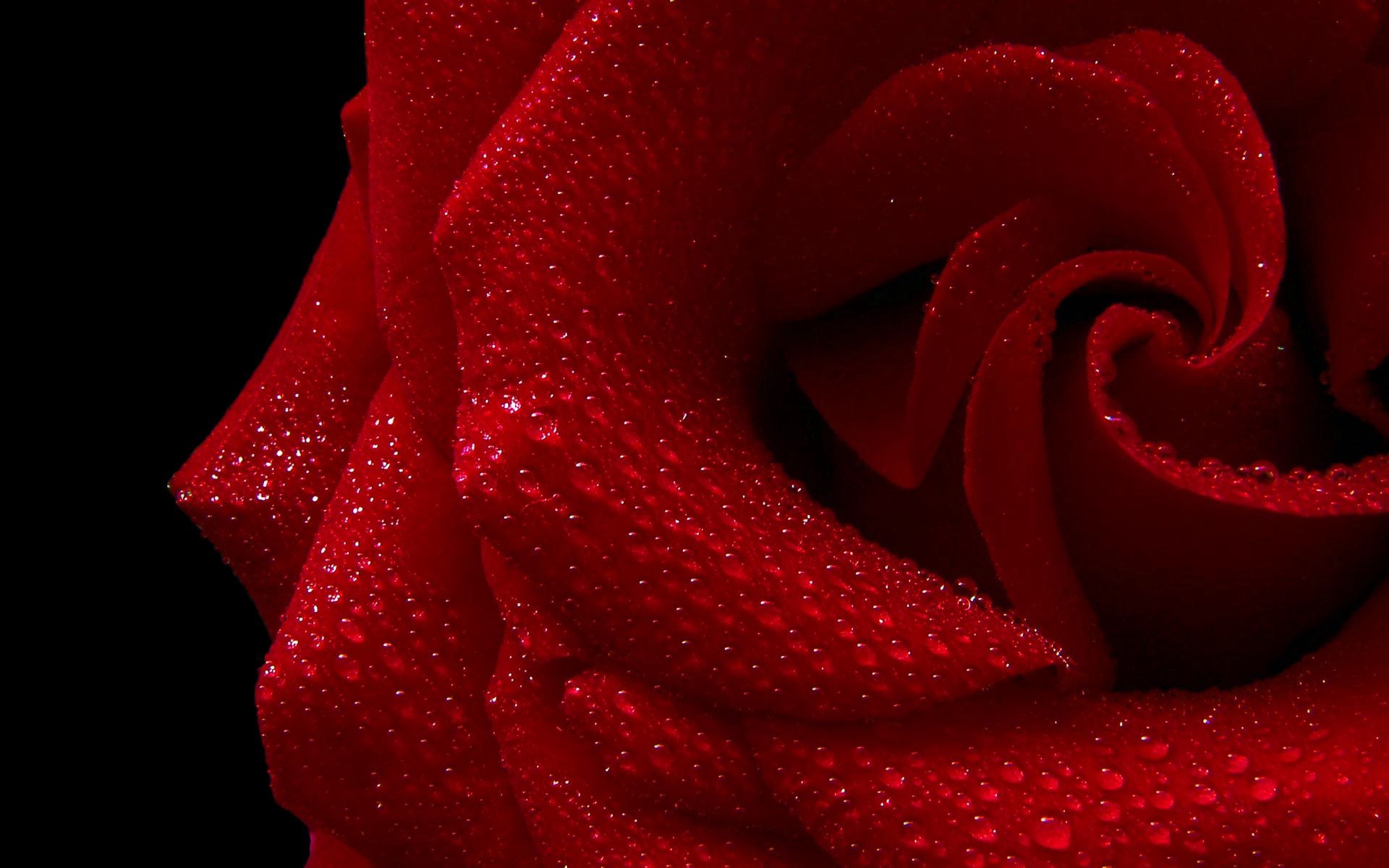124961 download wallpaper background, rose flower, drops, macro, rose, petals screensavers and pictures for free