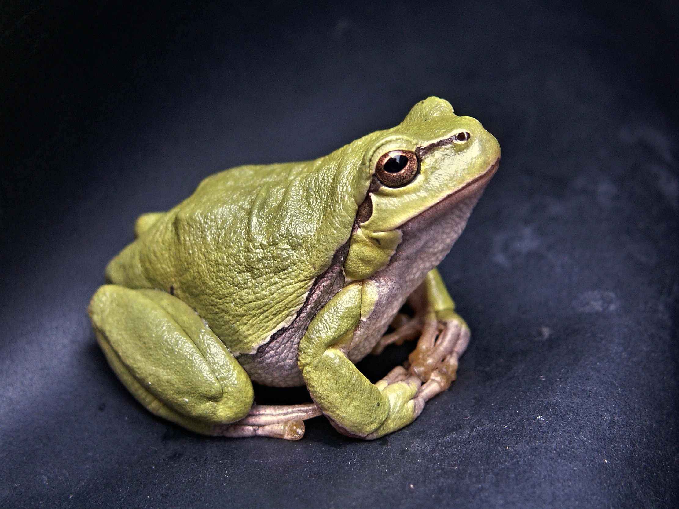 Laden Sie das Tiere, Frosch, Amphibie, Amphibien-Bild kostenlos auf Ihren PC-Desktop herunter