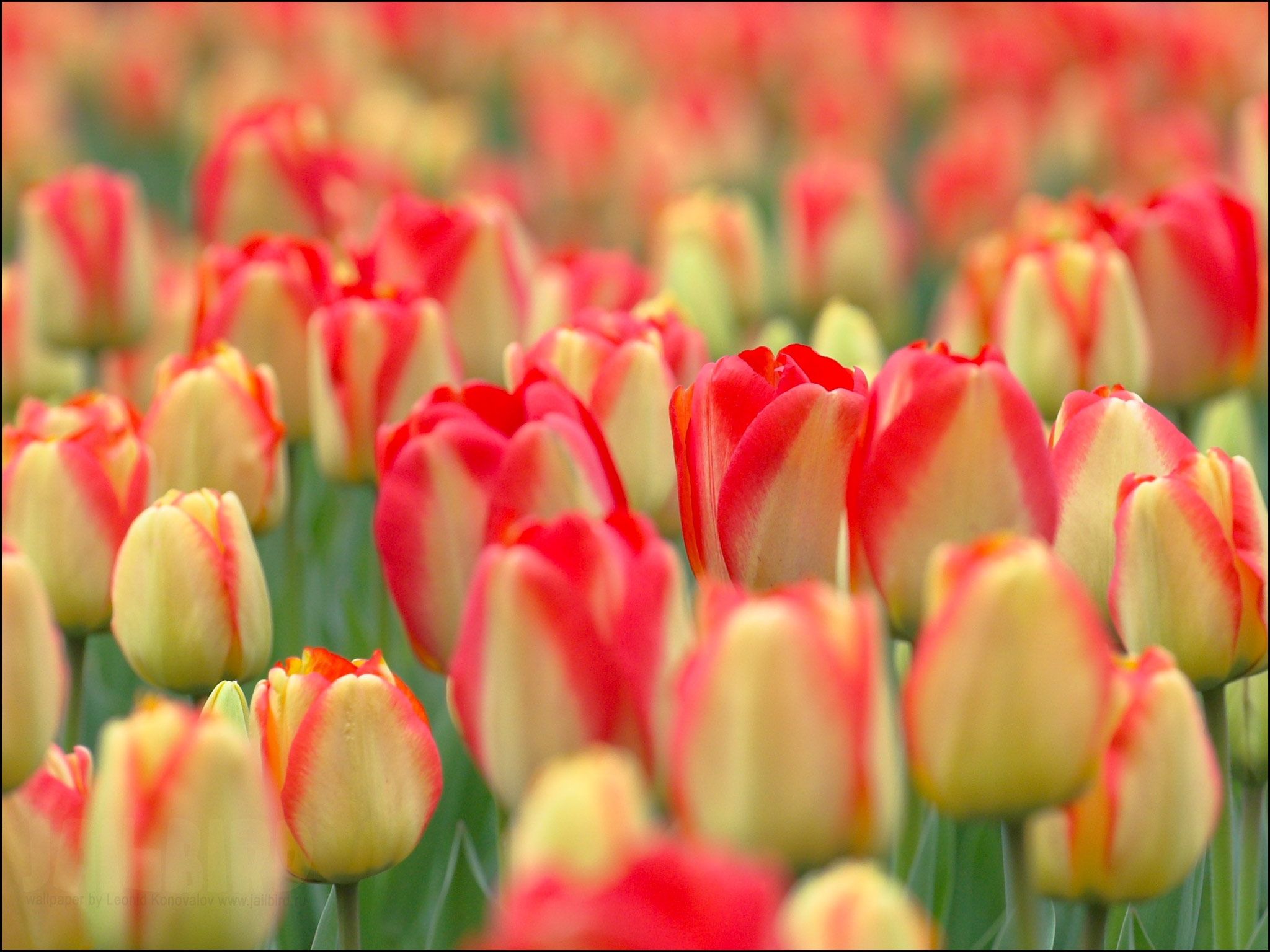 Laden Sie das Tulpen, Blumen, Natur, Feld-Bild kostenlos auf Ihren PC-Desktop herunter