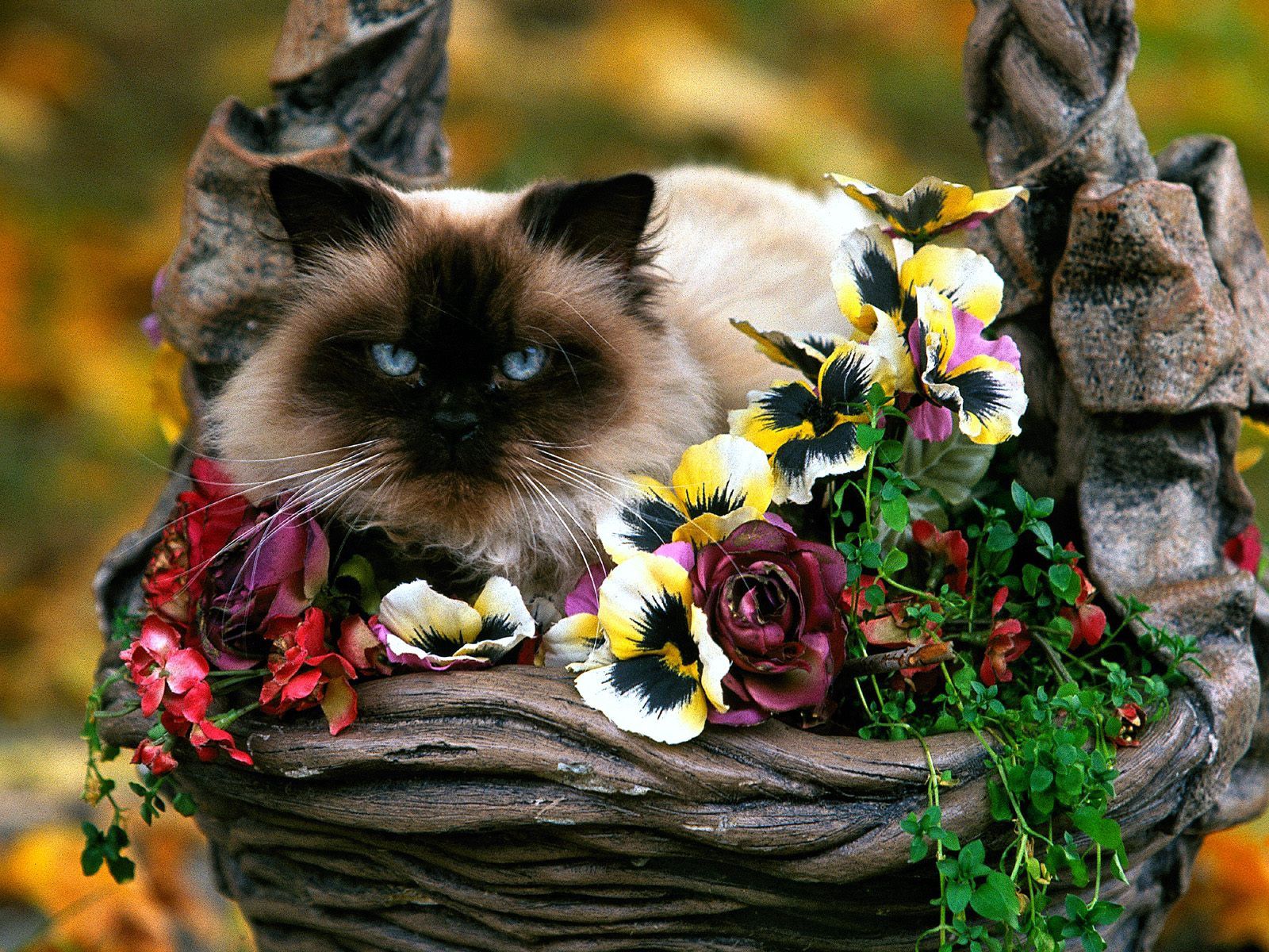 fluffy, animals, flowers, cat, basket QHD