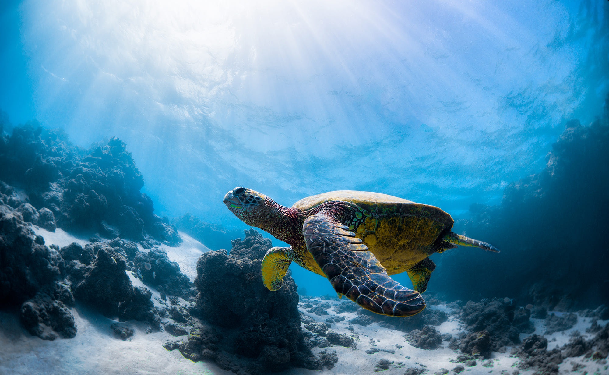 Cool HD Wallpaper sea life, turtle, turtles, animal