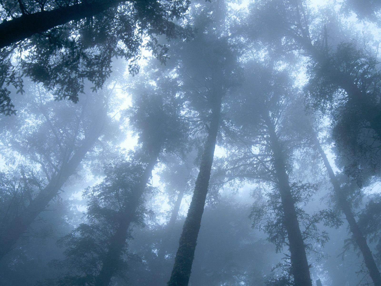 125942 Salvapantallas y fondos de pantalla Corona en tu teléfono. Descarga imágenes de naturaleza, niebla, bosque, árboles gratis