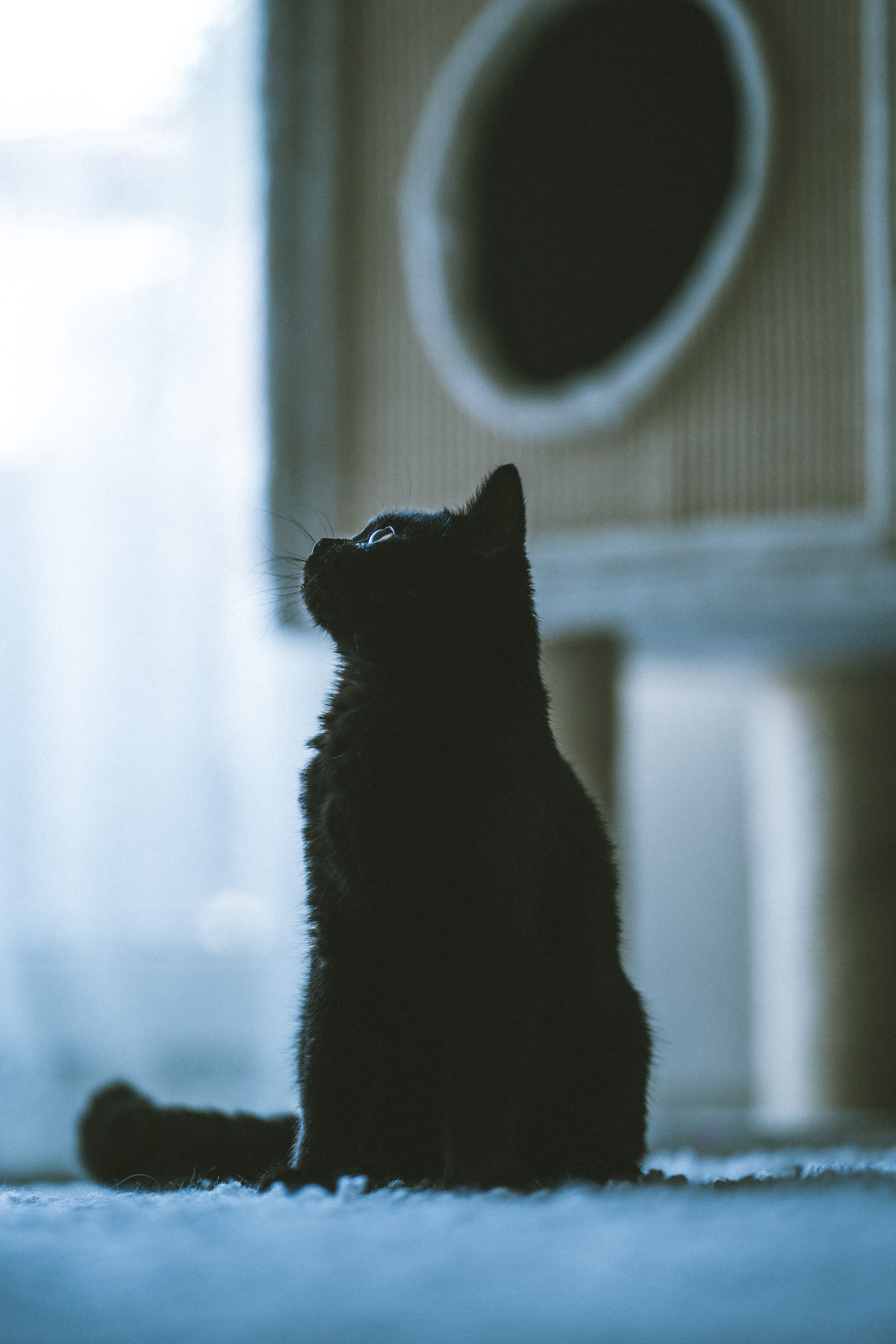 151273 Заставки і шпалери Кішка на телефон. Завантажити профіль, вихованець, чорний, кіт картинки безкоштовно