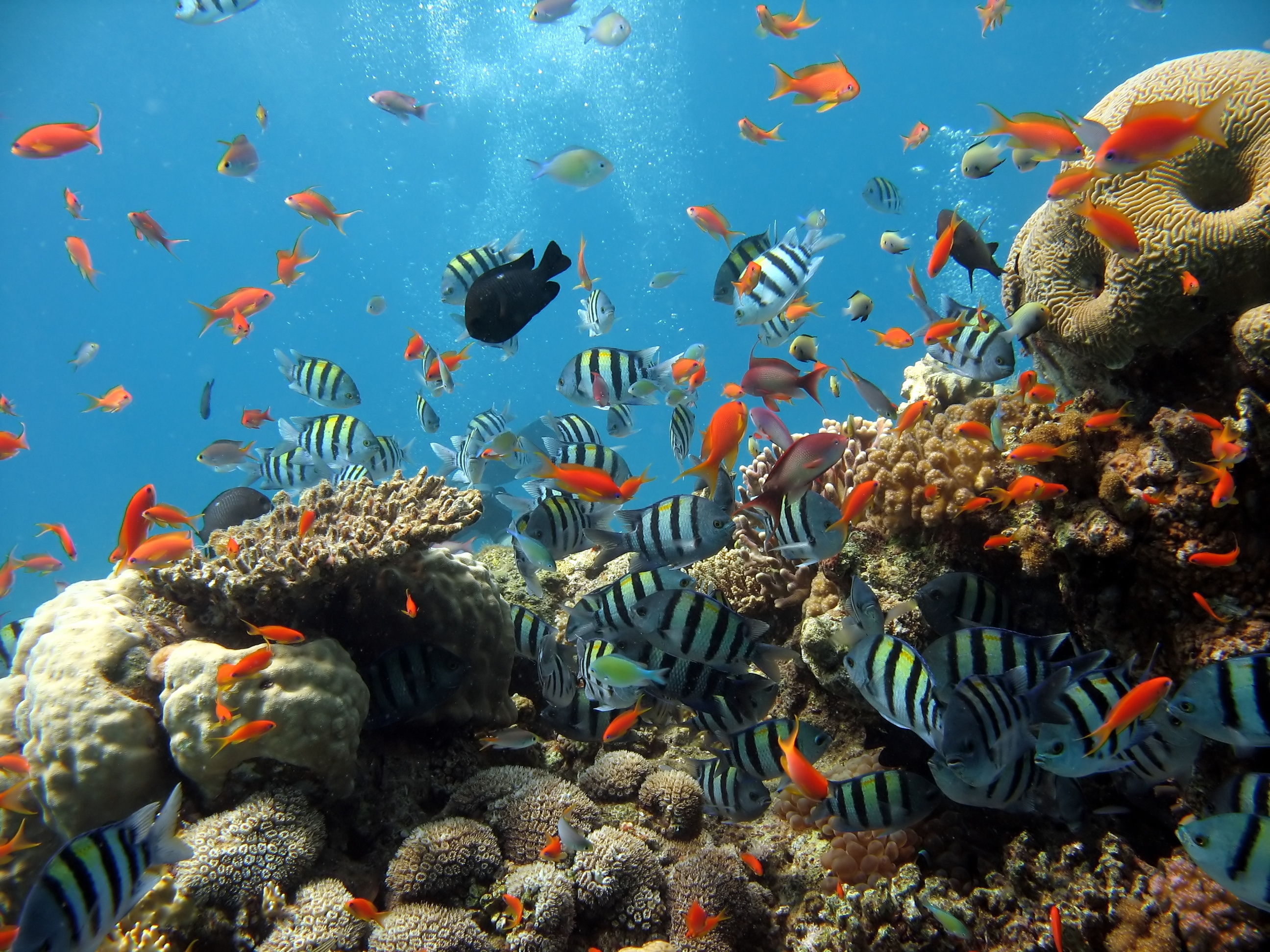 32k Wallpaper Coral sea, animals, fishes