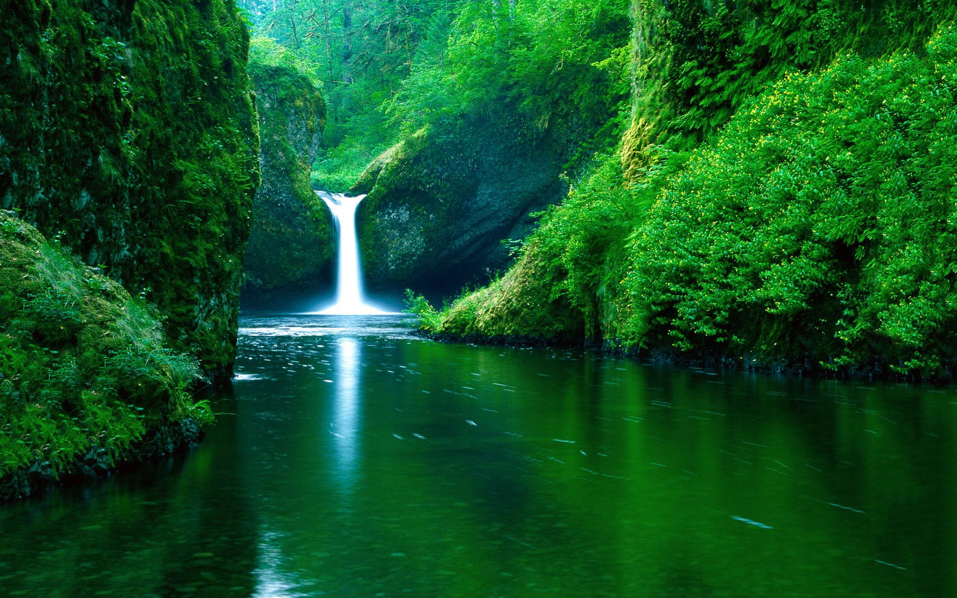 water, nature, waterfalls, greenery, earth, waterfall HD wallpaper