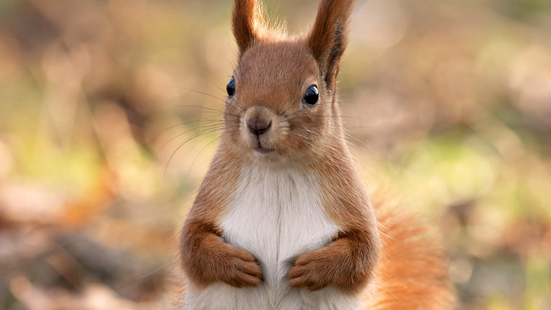 Laden Sie das Eichhörnchen, Tiere-Bild kostenlos auf Ihren PC-Desktop herunter