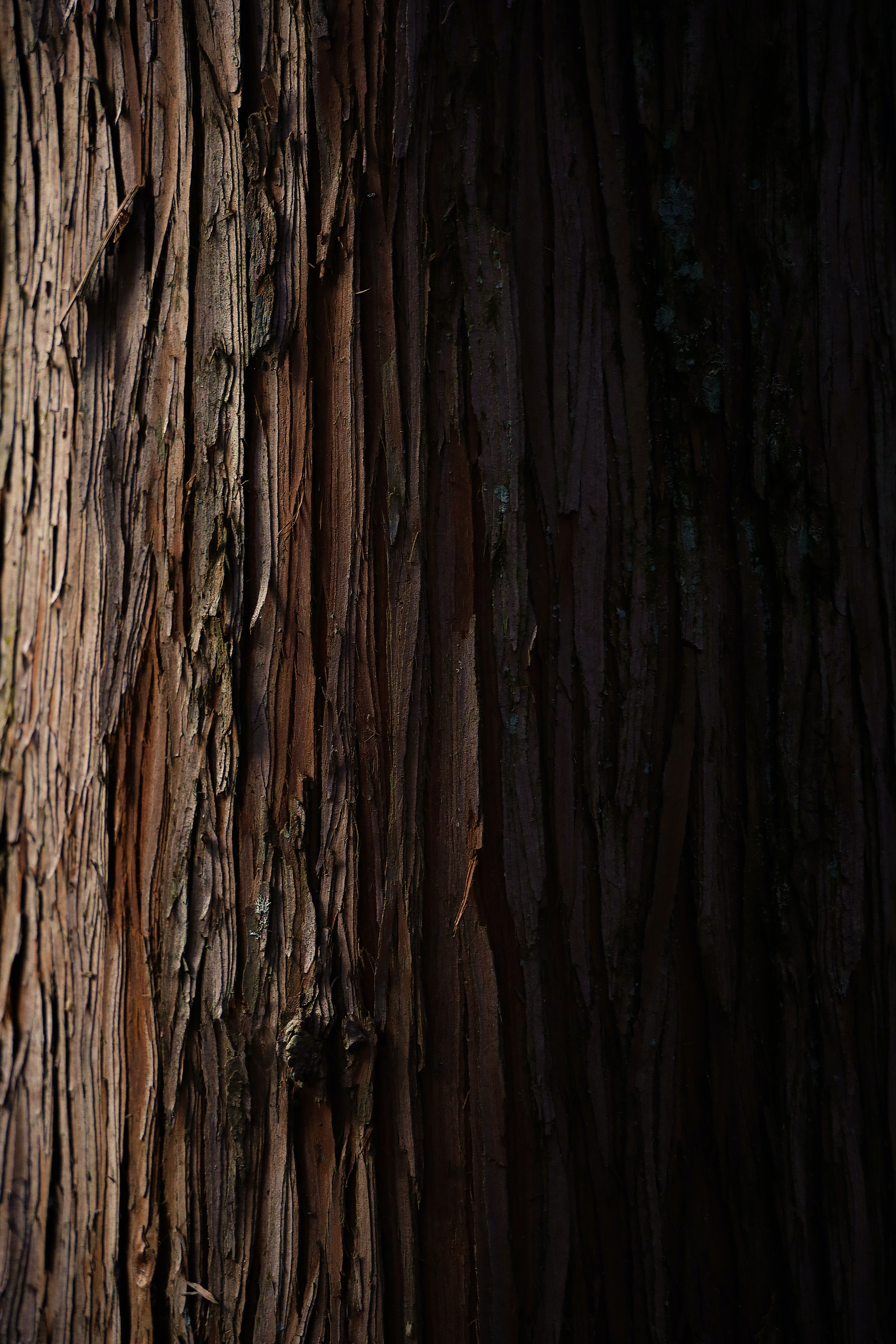 wooden, stripes, textures, bark, streaks, wood, tree, texture