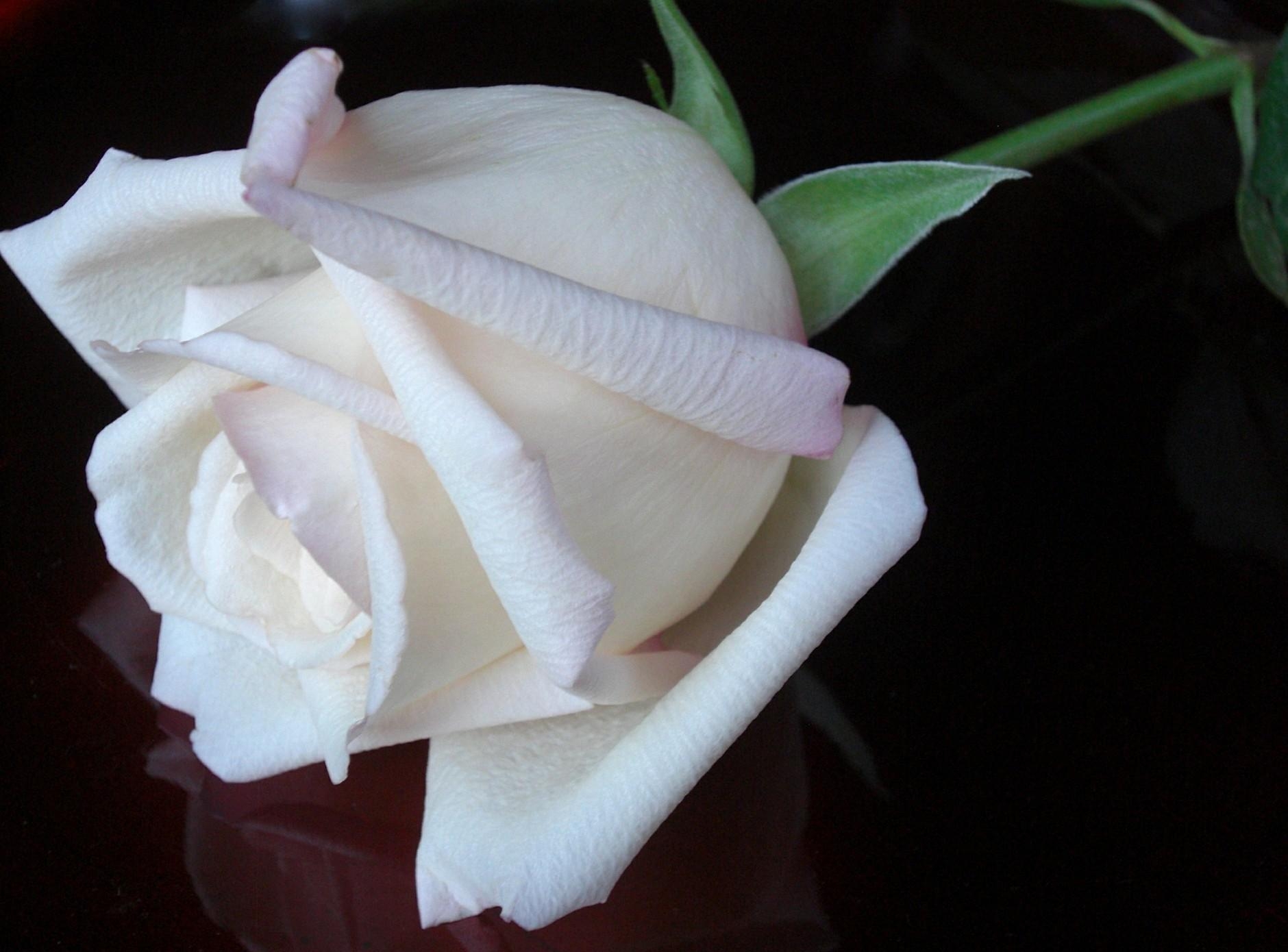 113630 Salvapantallas y fondos de pantalla Fondo Negro en tu teléfono. Descarga imágenes de flor rosa, brote, blancanieves, flores gratis
