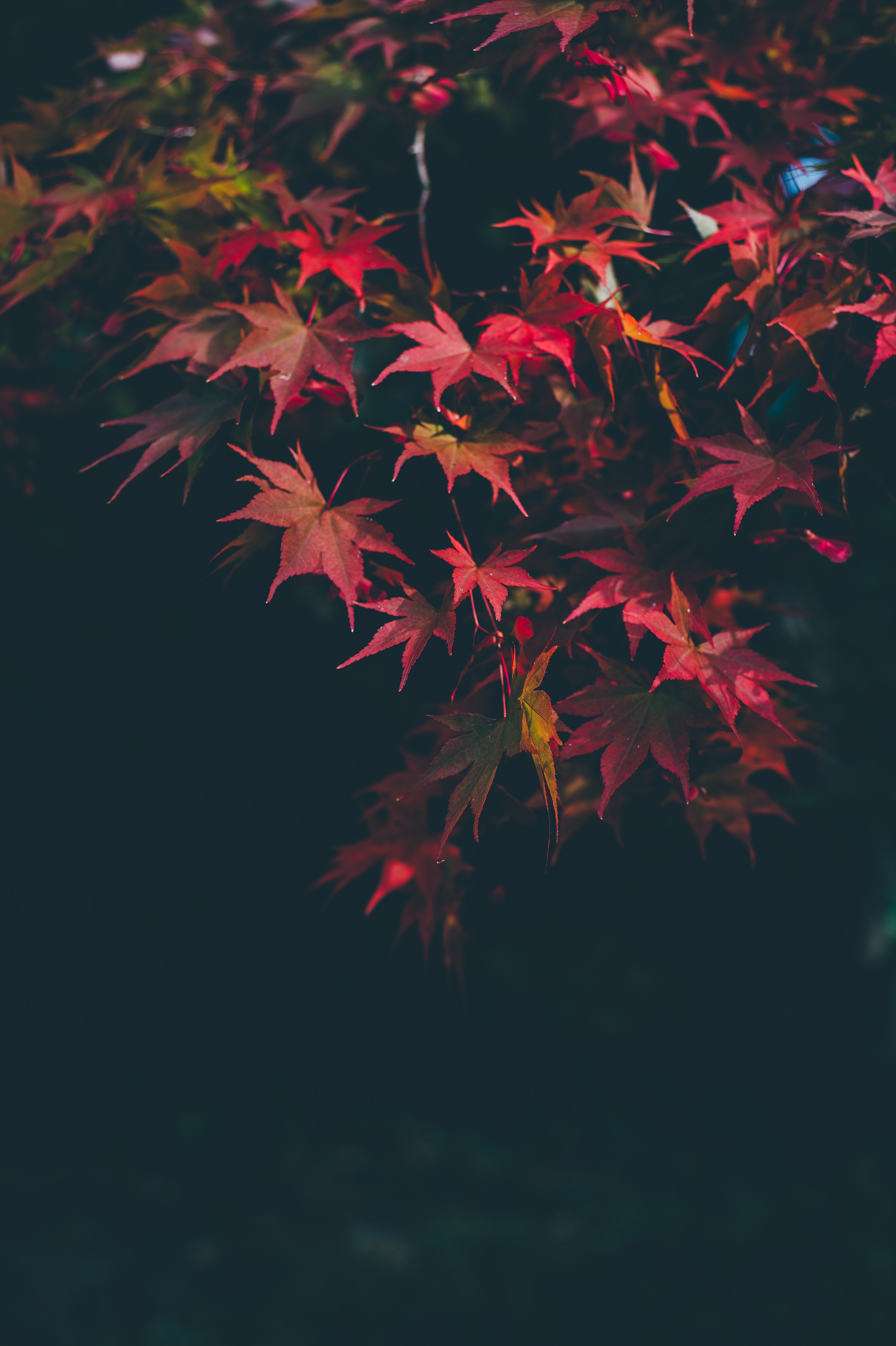 blur, autumn, nature, autumn paints, leaves, smooth, branches, autumn colors Phone Background