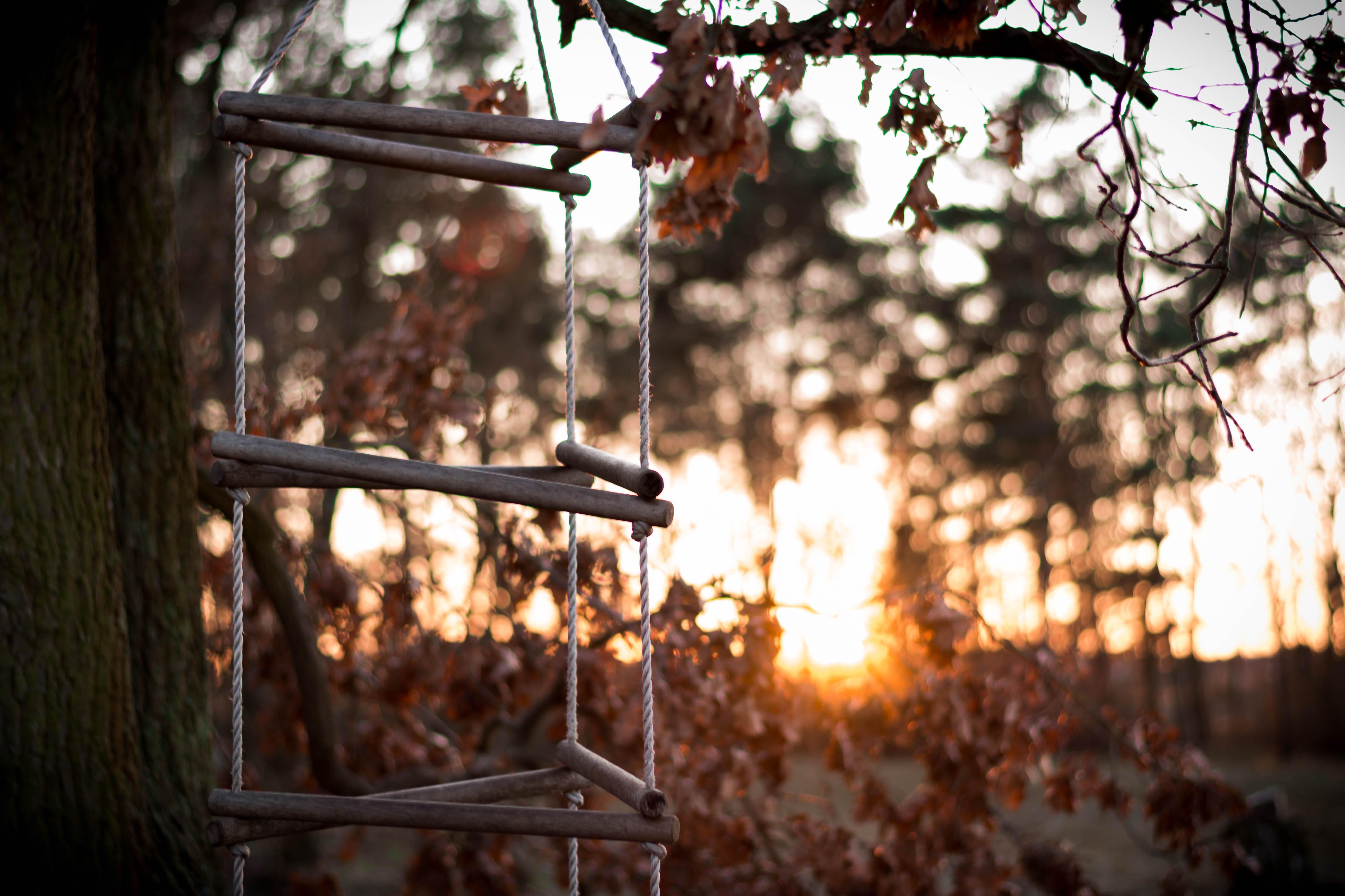 tree, miscellanea, sunset, autumn, miscellaneous, ropes, cordage, wood, stairs, ladder