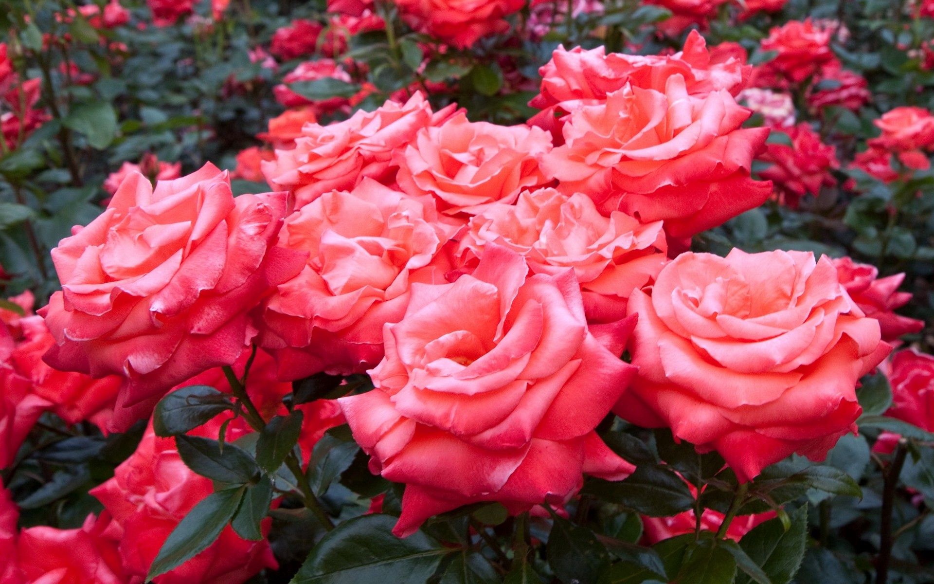 Handy-Wallpaper Roses, Blumen, Schönheit, Grüne, Grünen, Garten, Viel kostenlos herunterladen.