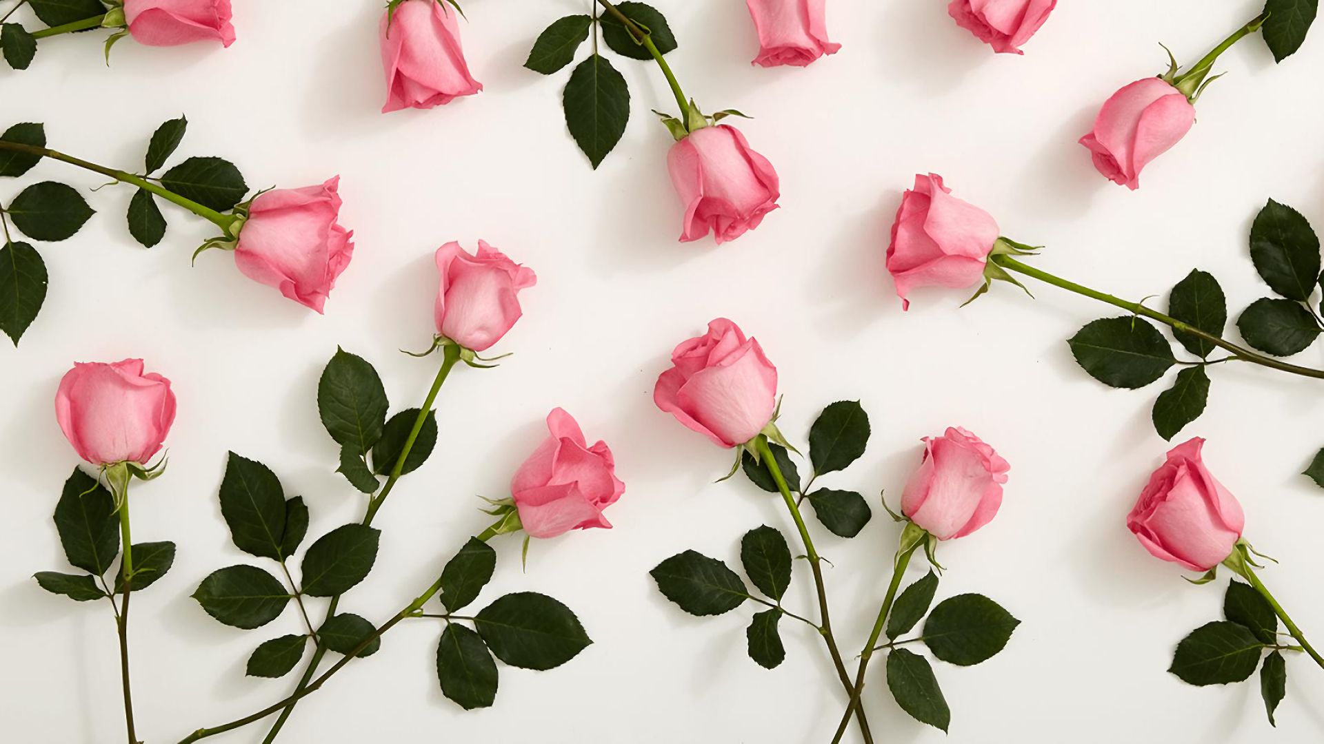 Mobile Wallpaper: Free HD Download [HQ] rose, flower, flowers, leaf