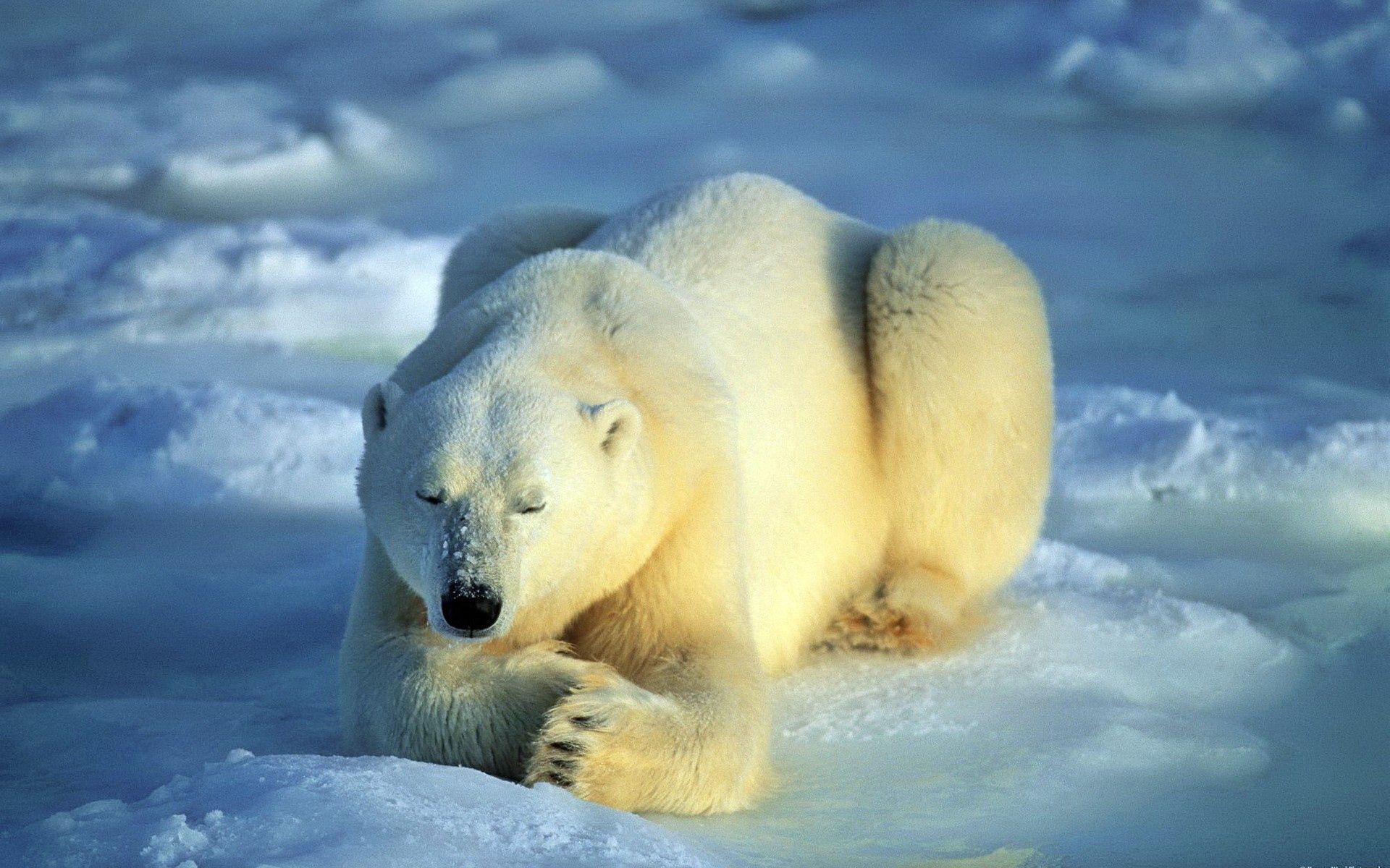 151968壁紙のダウンロード動物, 雪, 嘘, 横になります, くま, 熊, ホッキョクグマ, 北極熊, 期待, 待つこと-スクリーンセーバーと写真を無料で