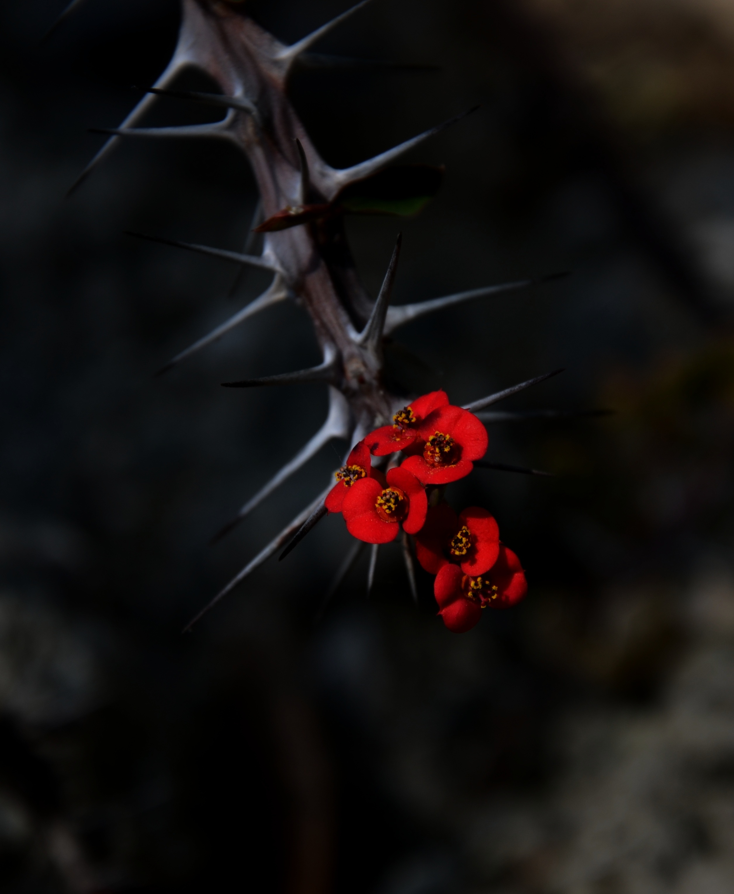 flowers, needle, red, macro, blur, smooth, thorns, prickles, spikes 1080p