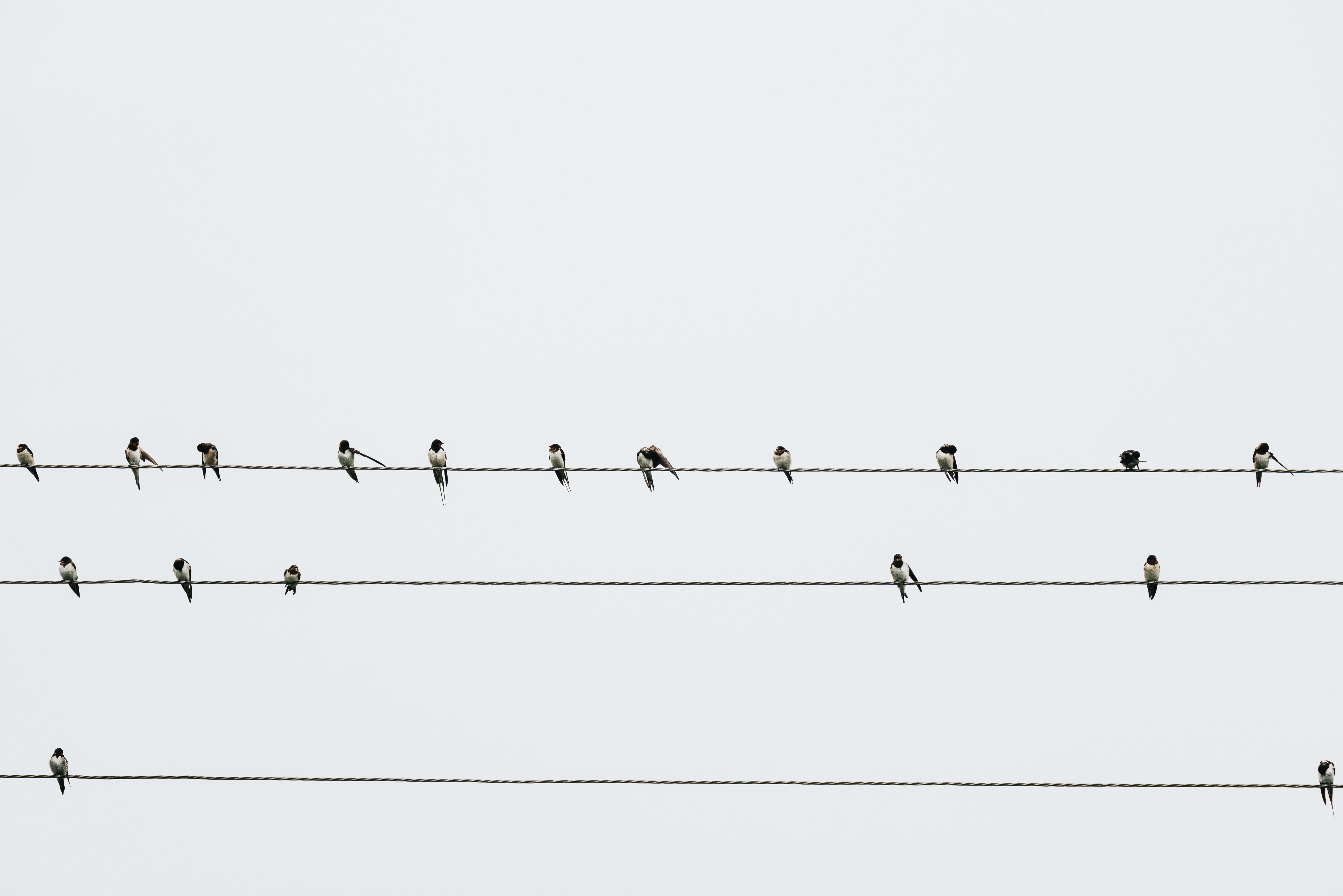 birds, minimalism, wires, wire, swallows Phone Background