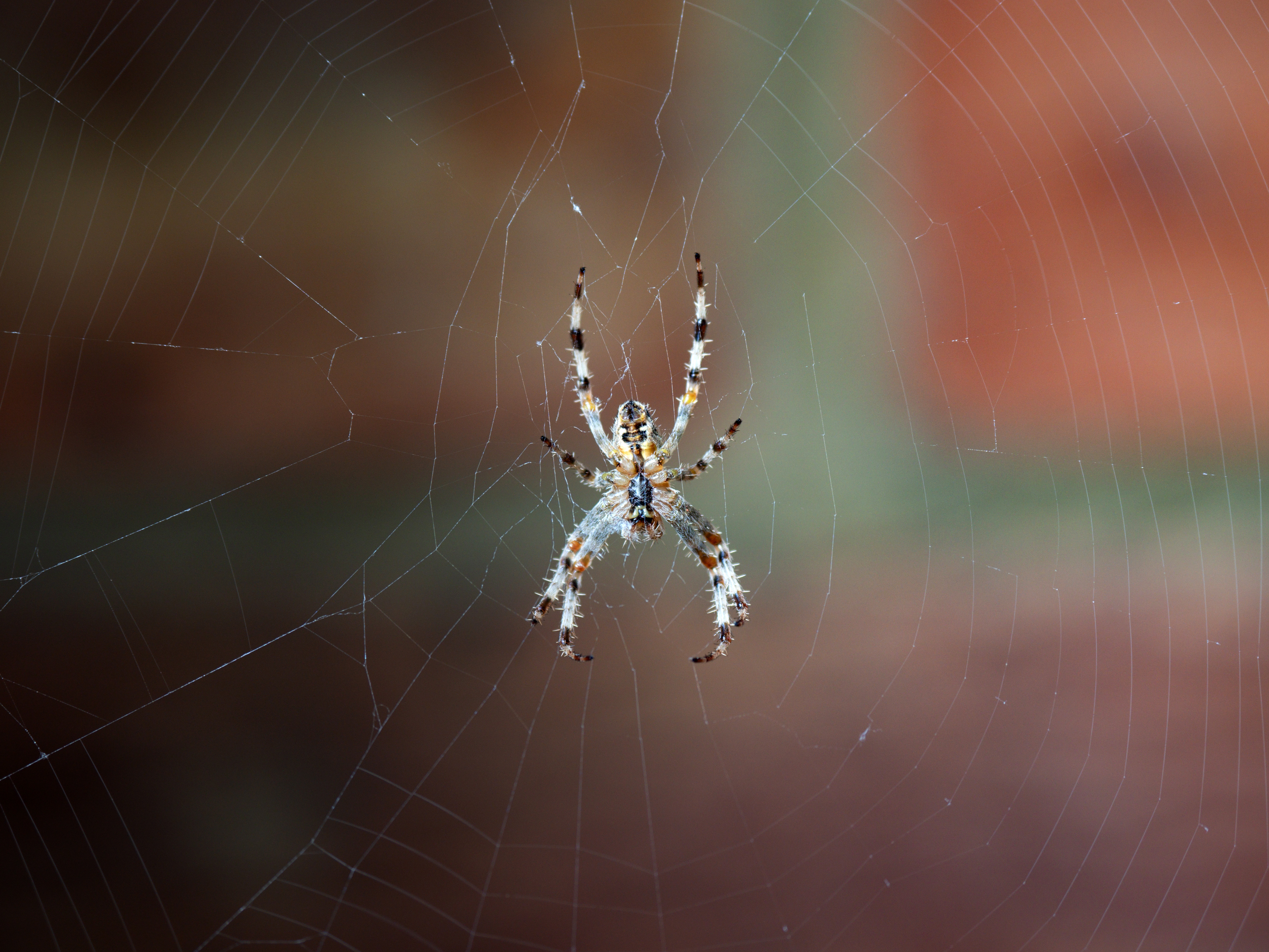web, macro, close-up, spider