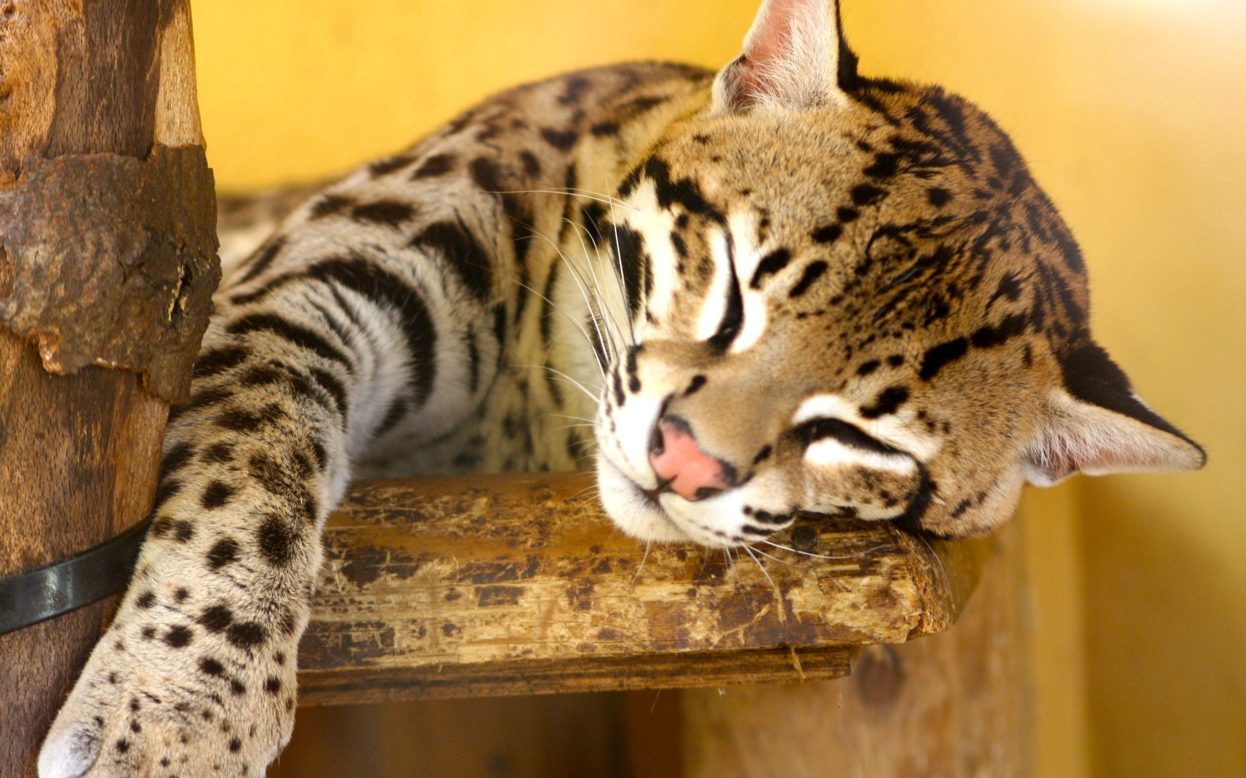 104278 Bild herunterladen tiere, jaguar, sich hinlegen, liegen, gefleckt, fleckig, raubtier, predator, big cat, große katze, schnauze nase, maulkorbnase - Hintergrundbilder und Bildschirmschoner kostenlos