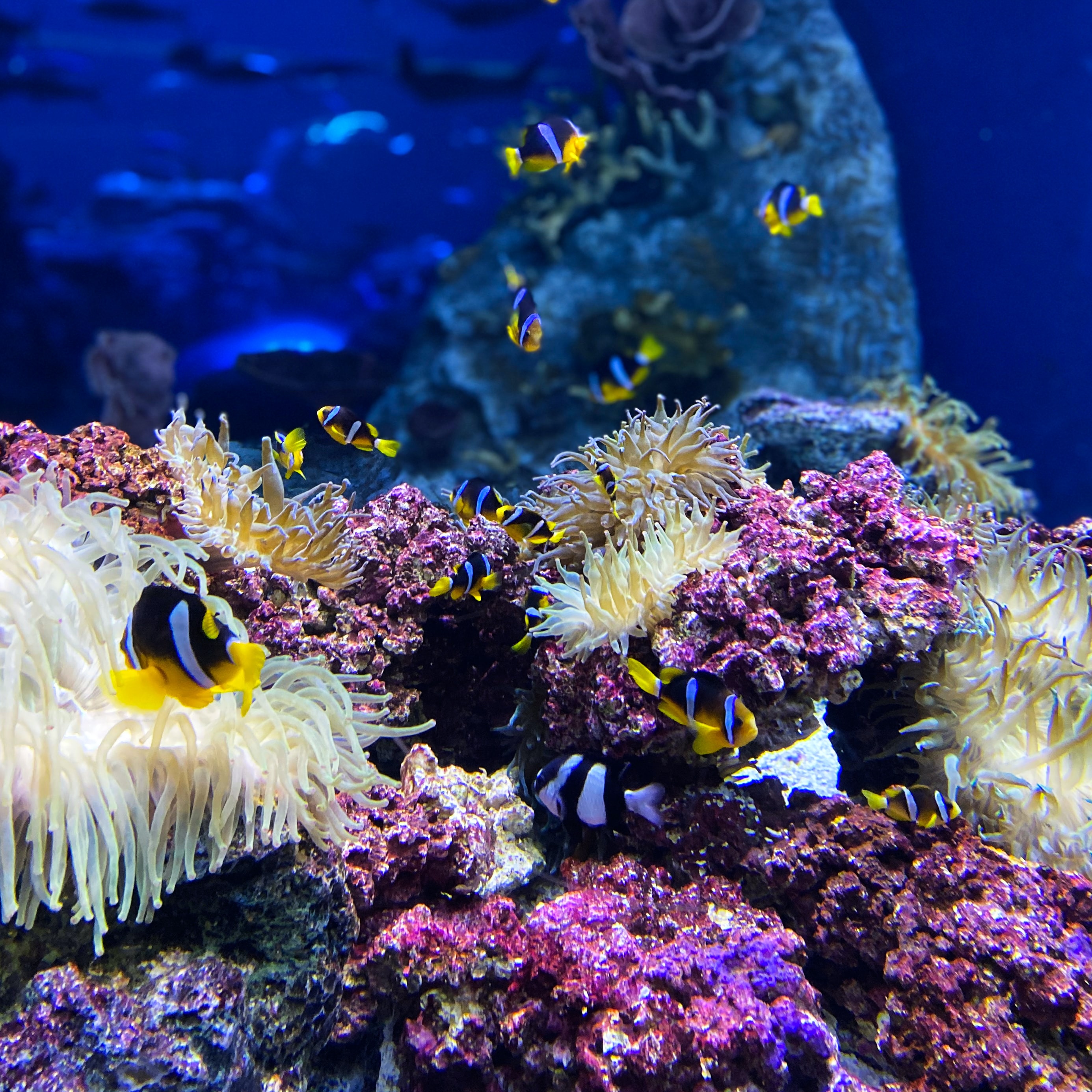 Mobile HD Wallpaper Submarine animals, reef, clown fish, fish
