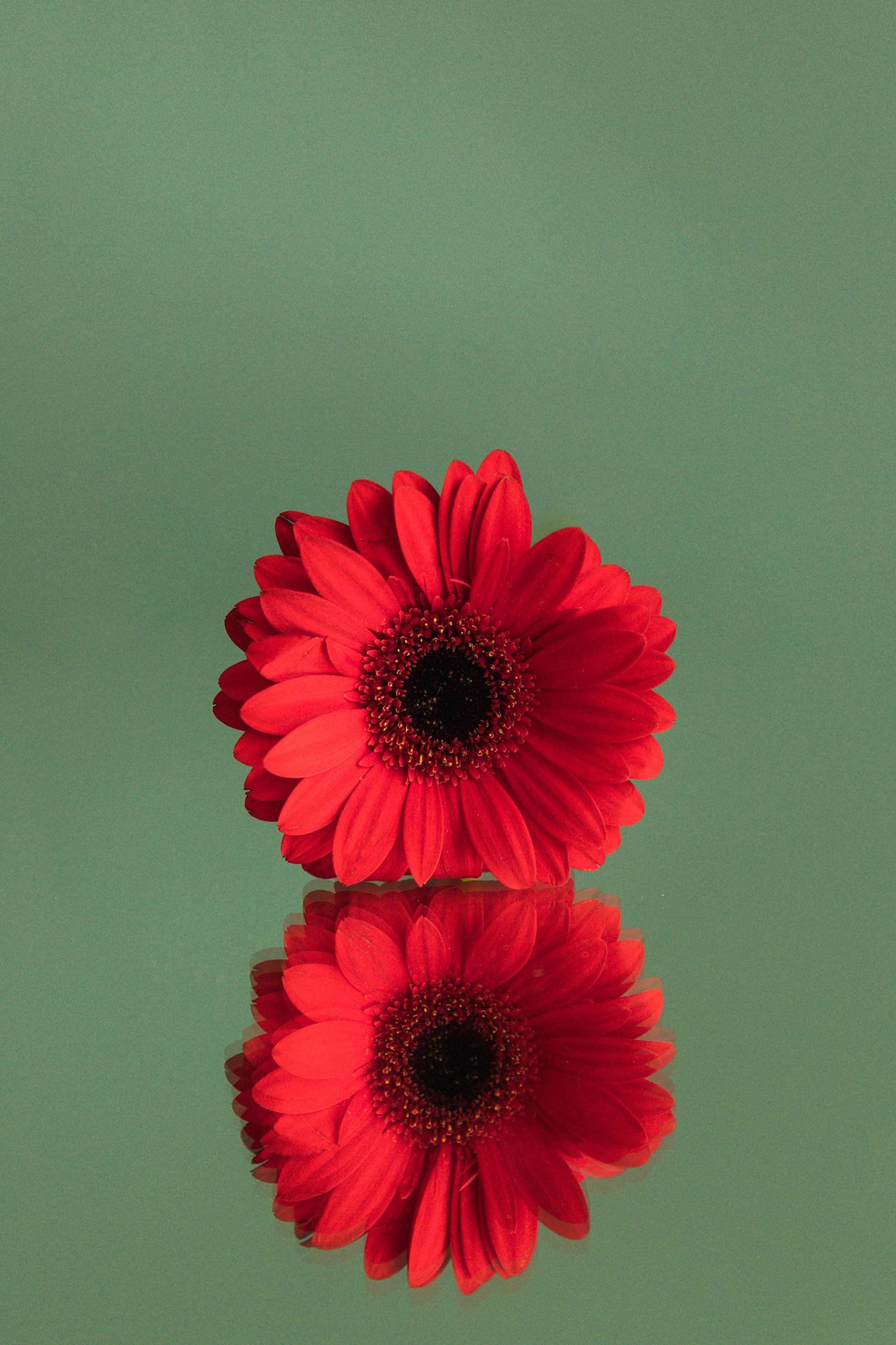 75447 Screensavers and Wallpapers Gerbera for phone. Download red, reflection, flower, minimalism, gerbera pictures for free