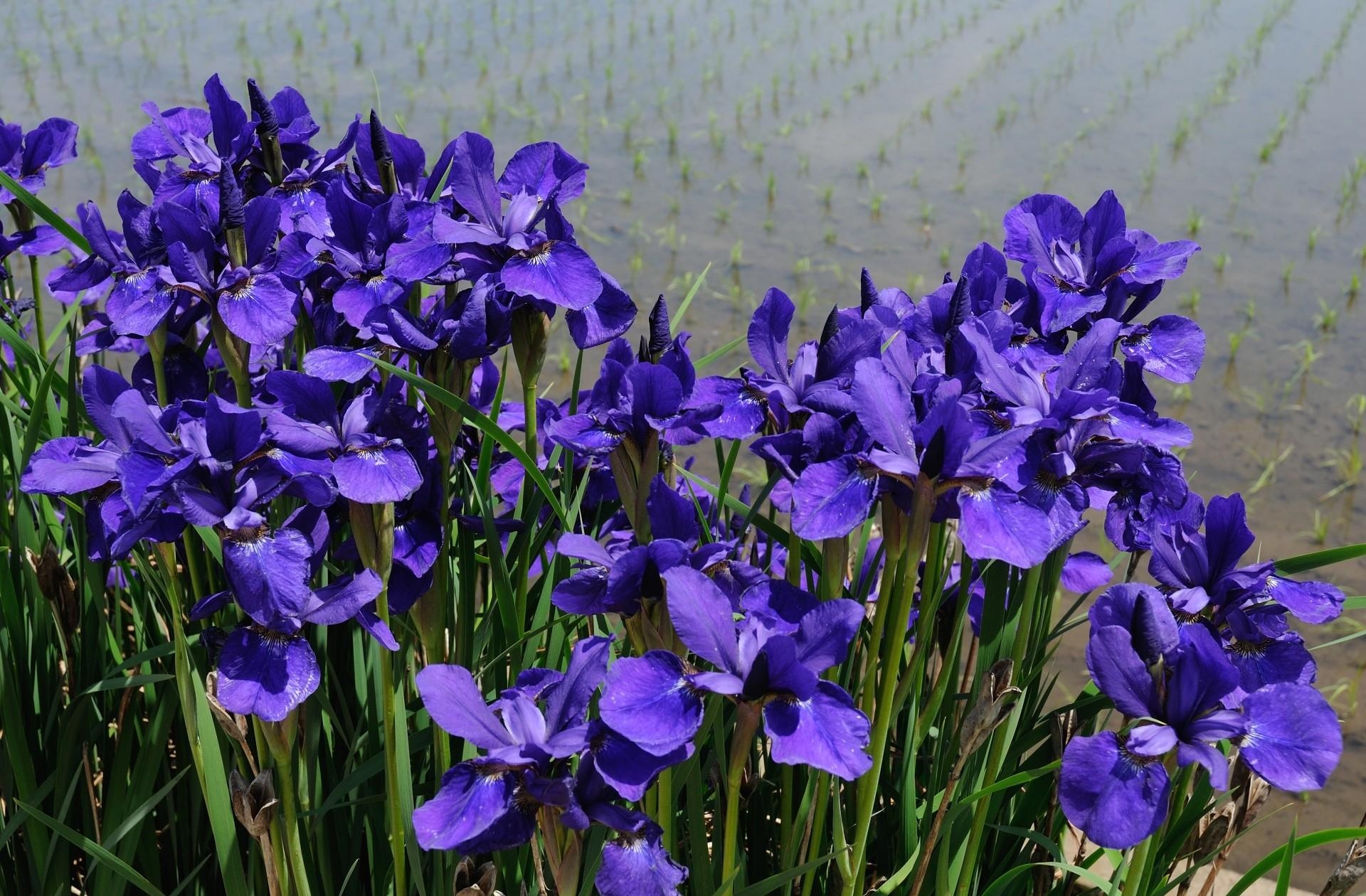 Free Images flower bed, irises, shore, violet Flowerbed