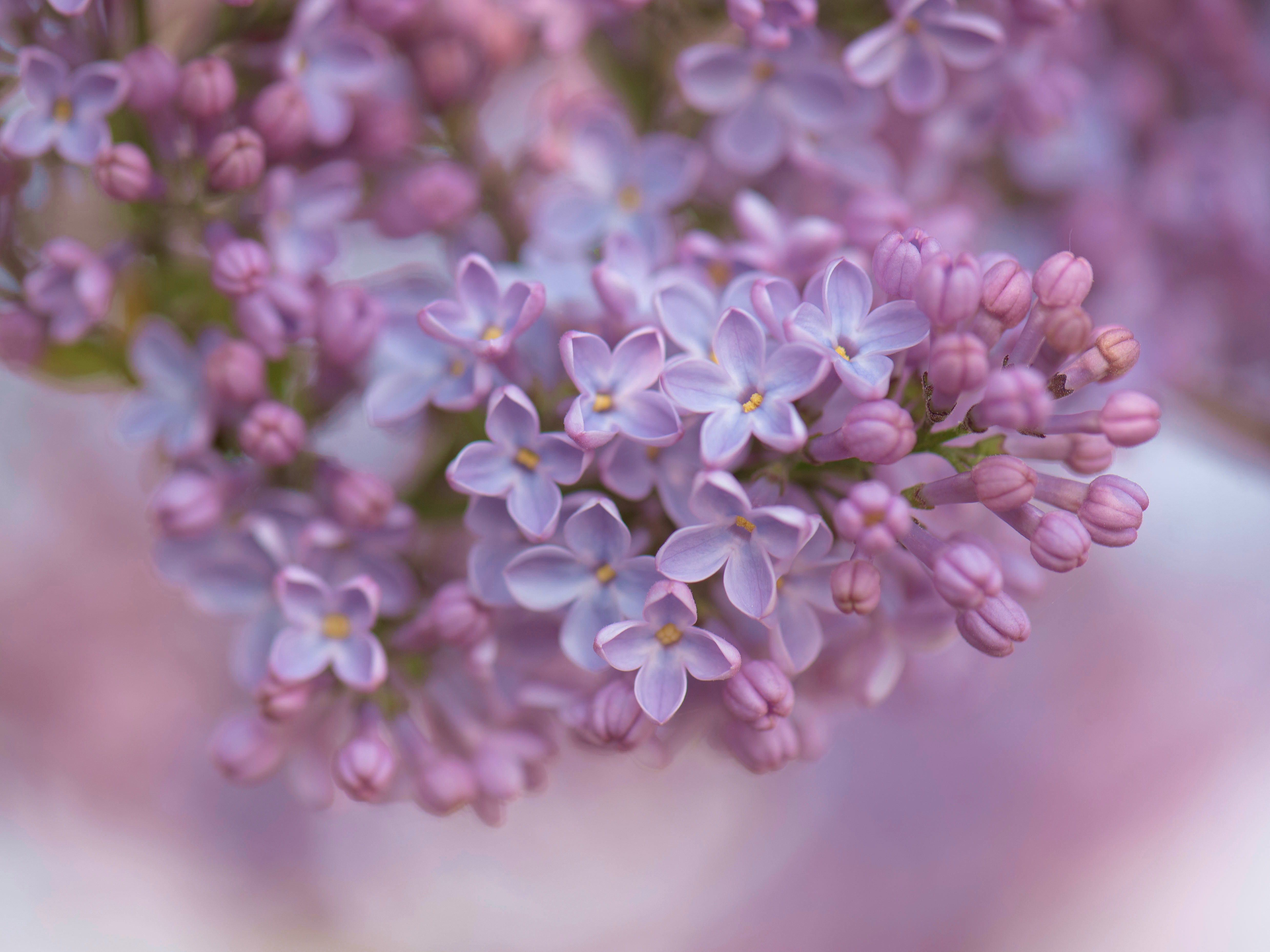 flowers, earth Lilac Windows Backgrounds