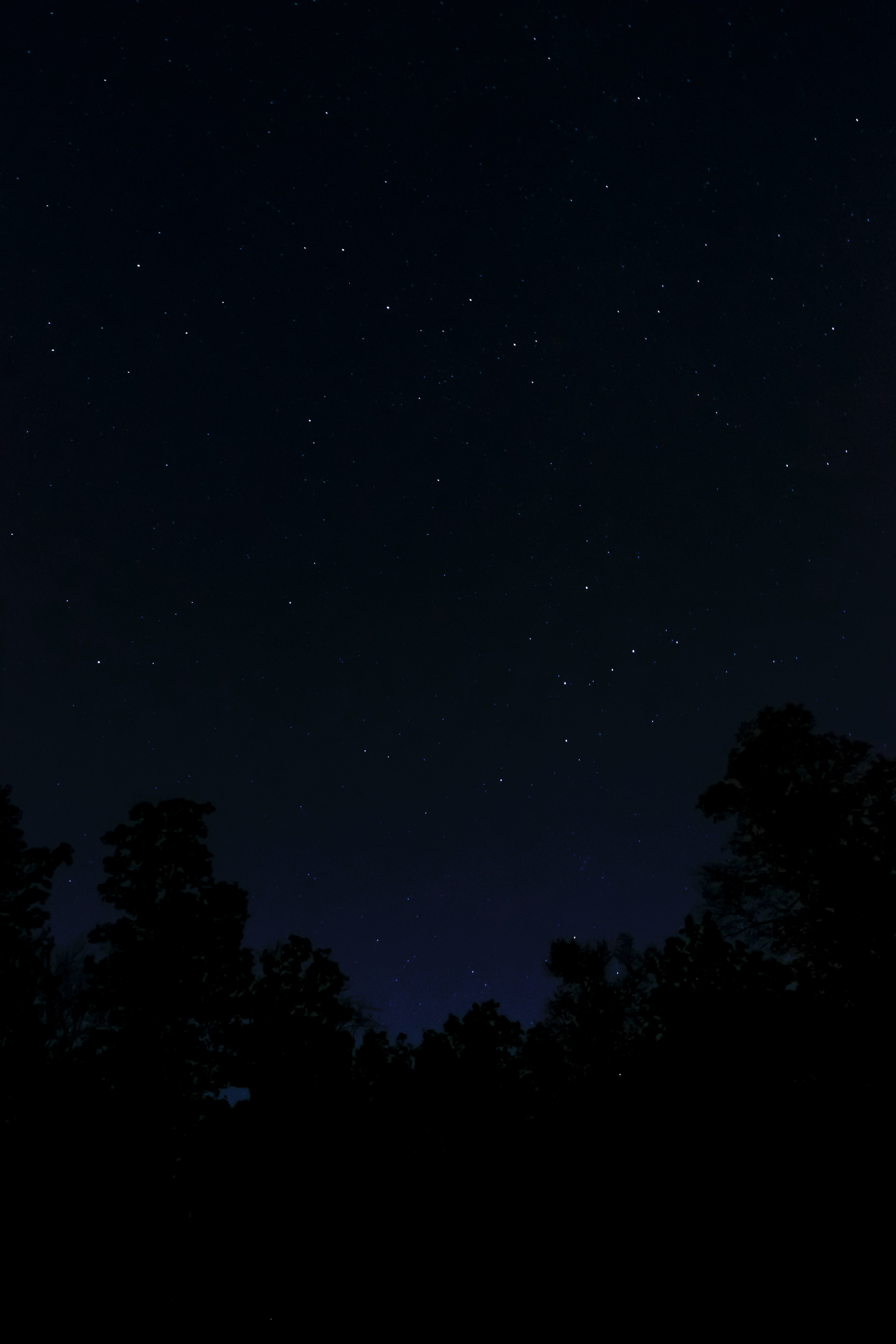 dark, stars, trees, night Phone Wallpaper