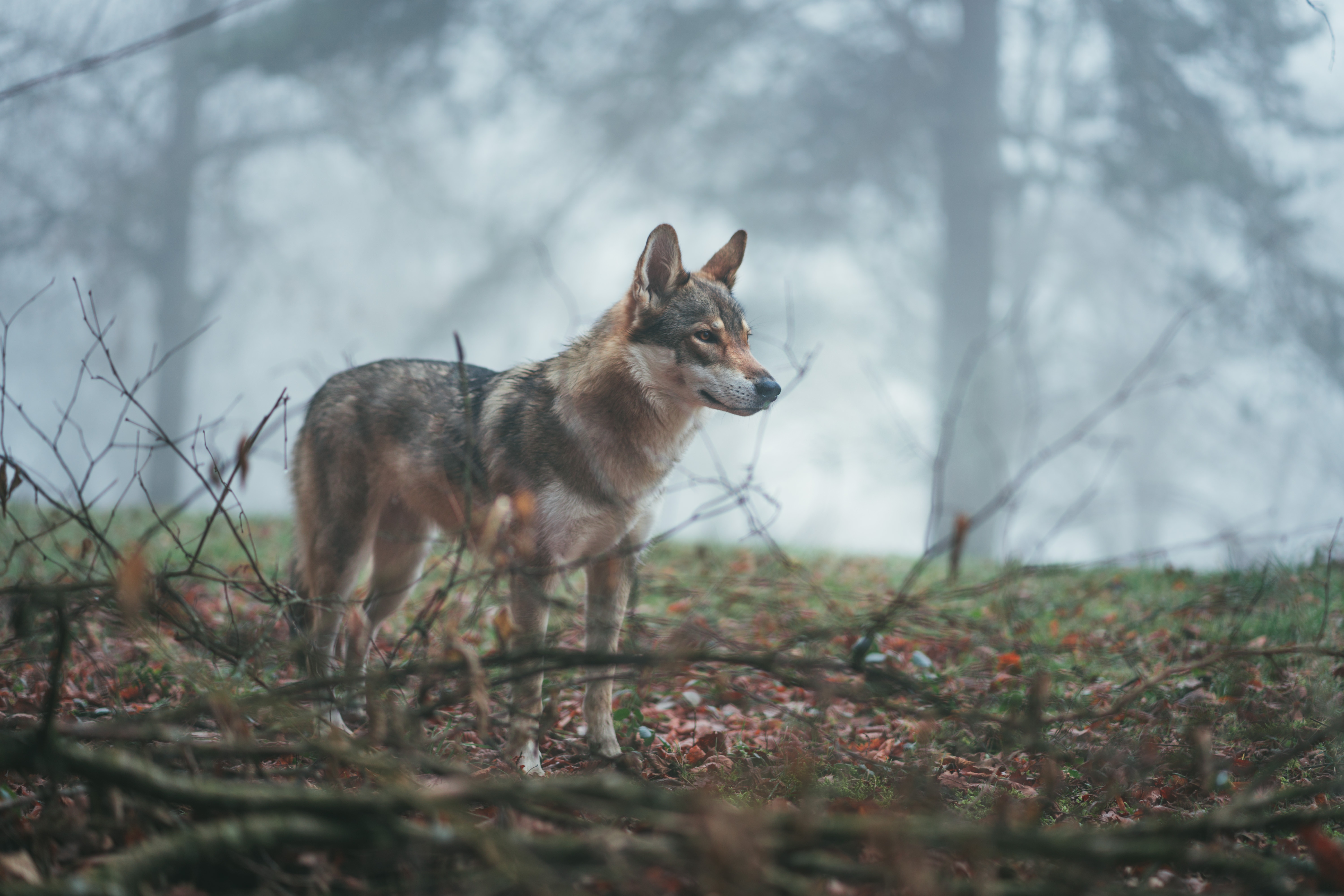 119285 descargar fondo de pantalla coyote, lobo, animales, bosque, perro, niebla: protectores de pantalla e imágenes gratis