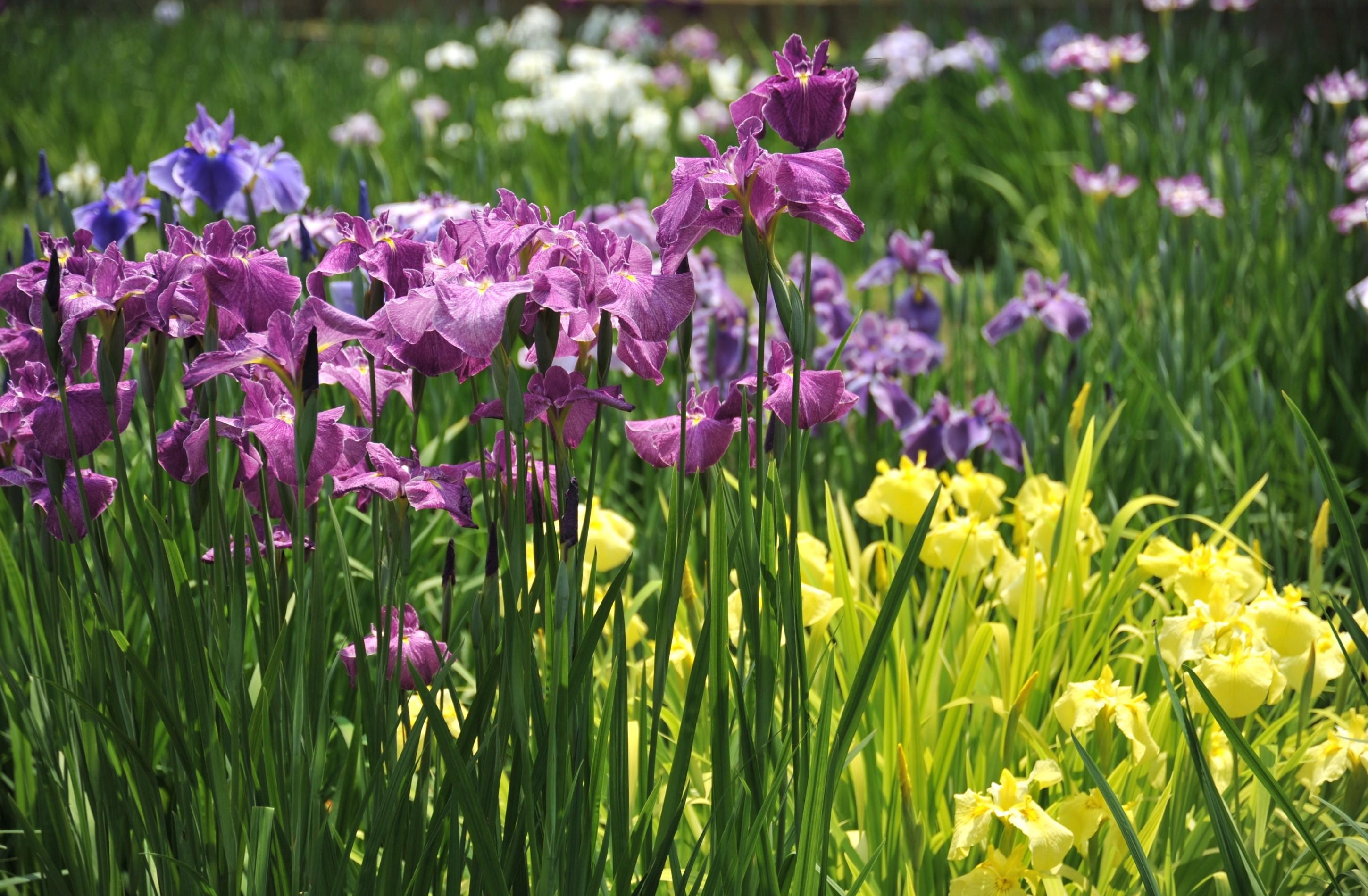 Handy-Wallpaper Blumen, Scheinen, Licht, Grüne, Grünen, Blumenbeet, Schwertlilien, Irises kostenlos herunterladen.