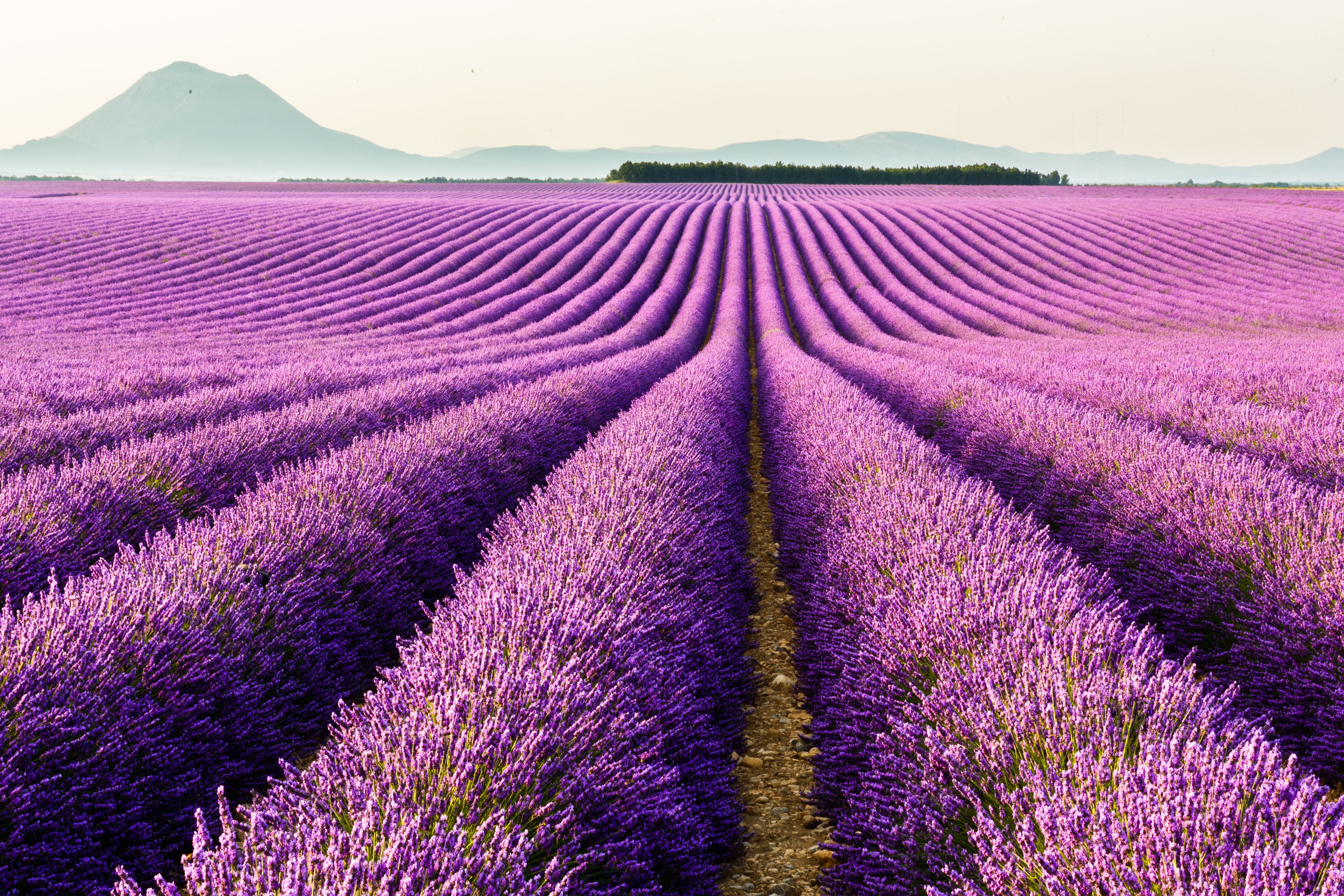 iPhone Wallpapers  Purple Flower