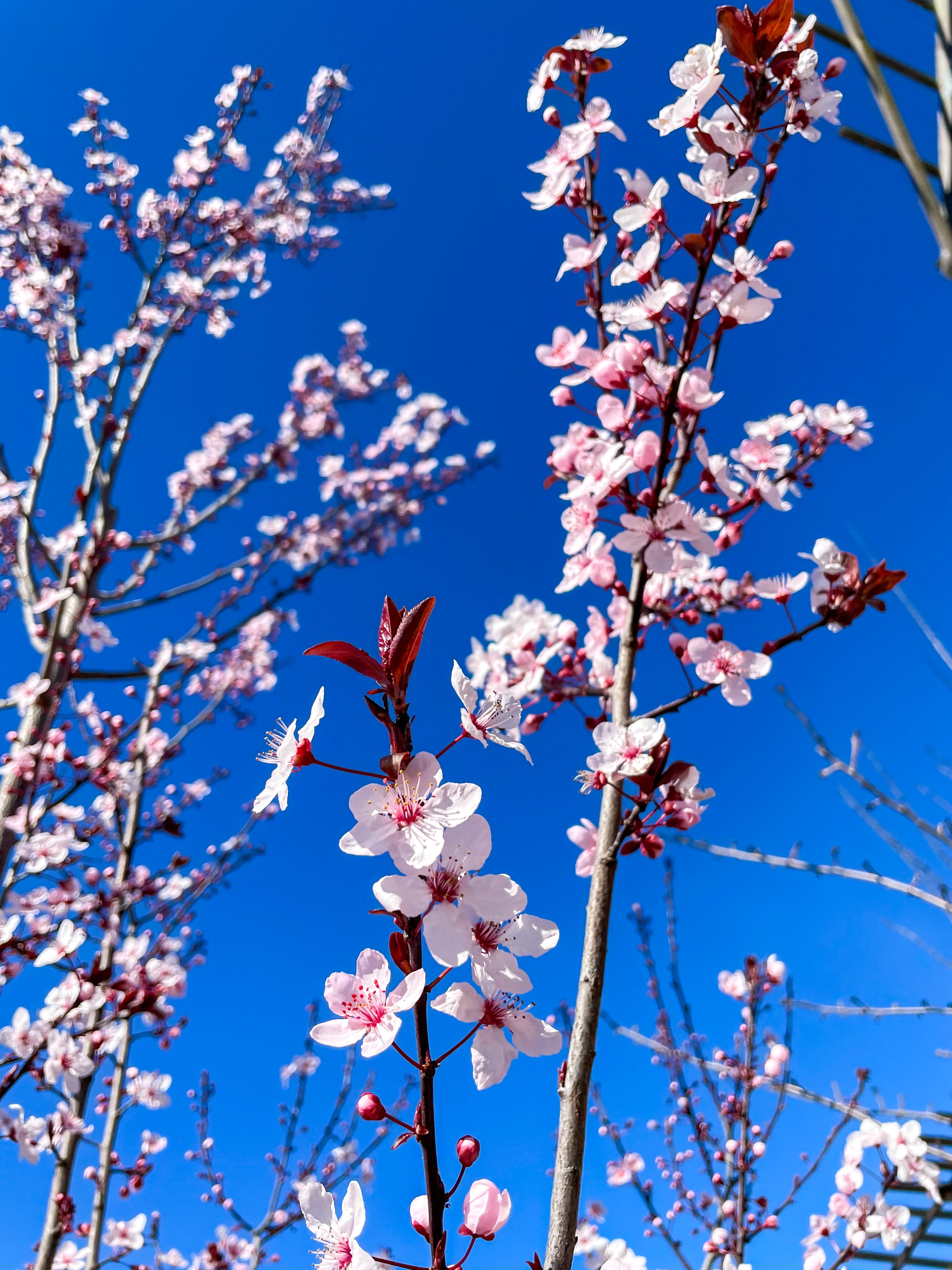 Desktop Backgrounds Cherry Blossom 