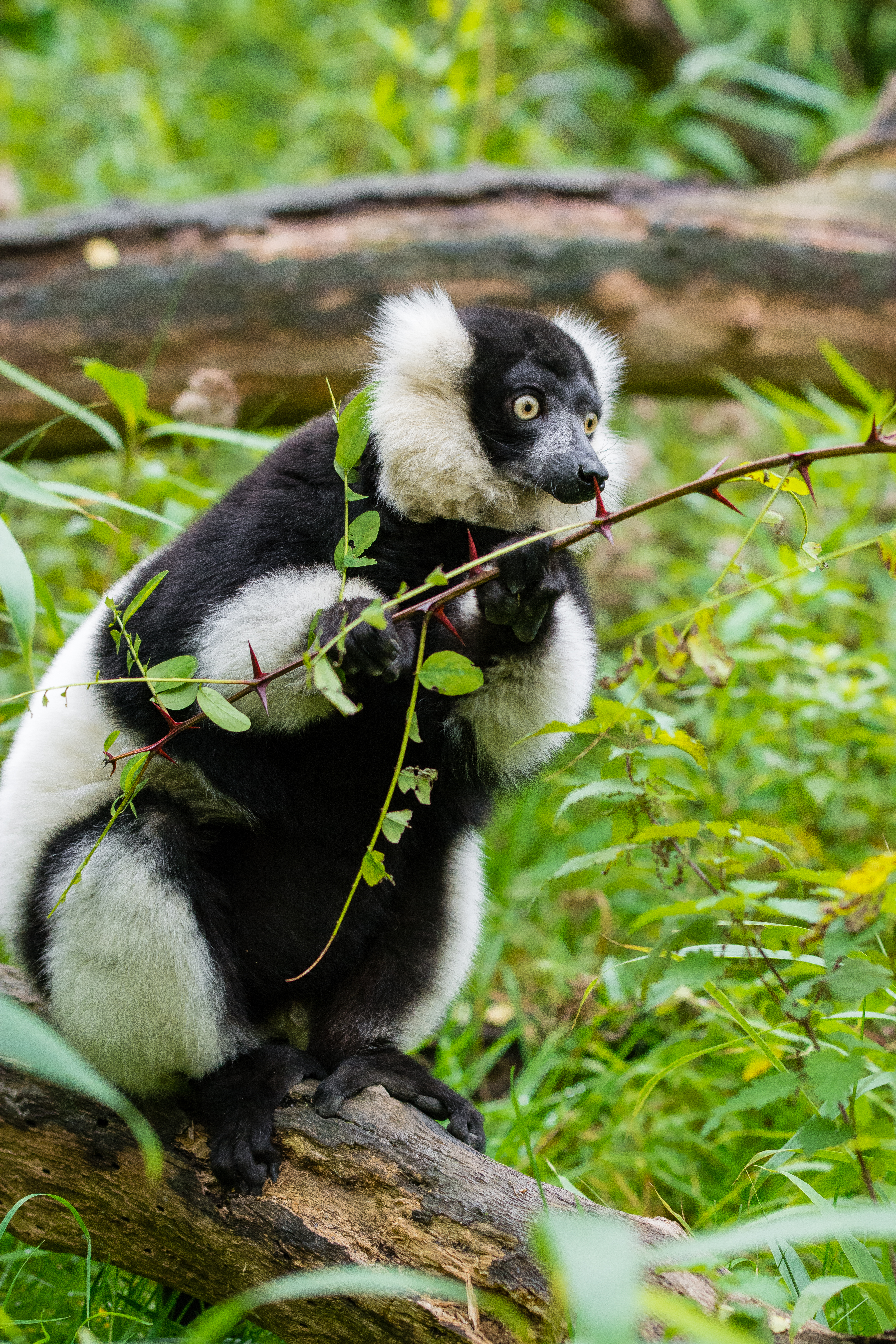 98521 Hintergrundbilder und Lemur Bilder auf dem Desktop. Laden Sie lemurenkoch, zweige, erstaunen, überraschung Bildschirmschoner kostenlos auf den PC herunter