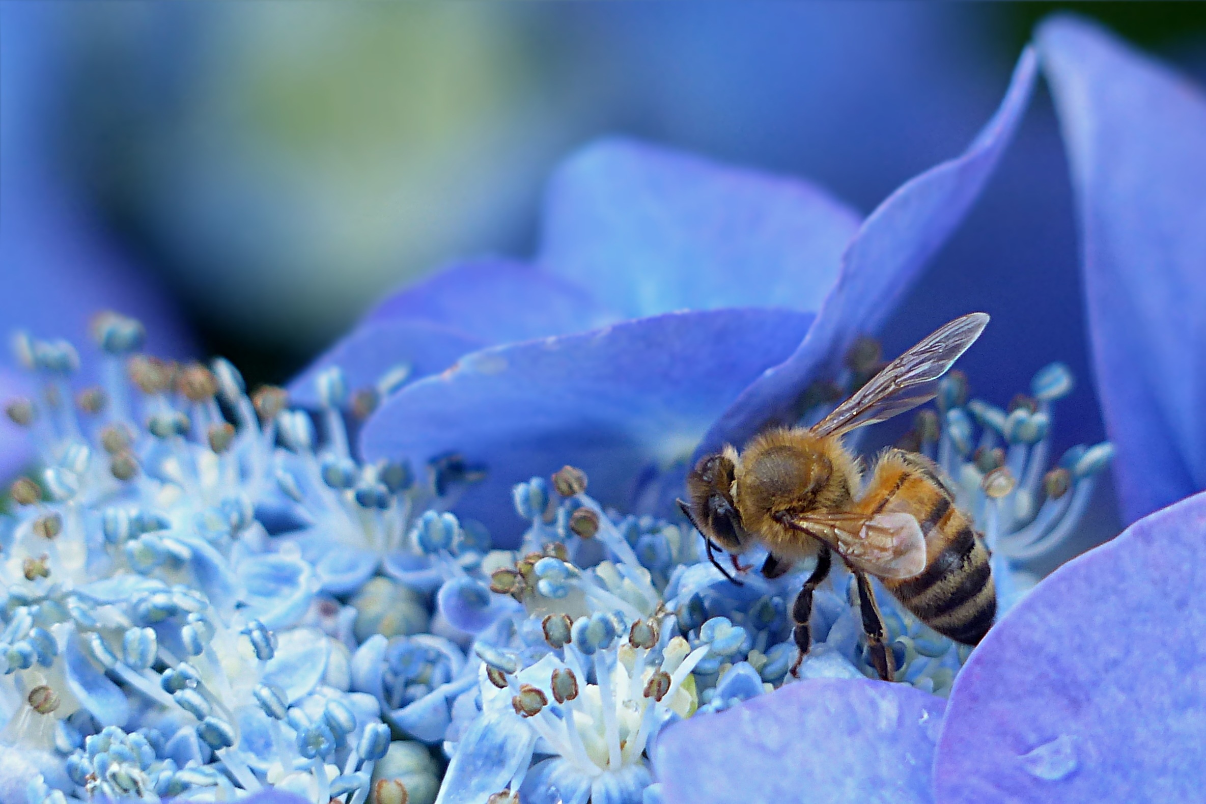 121839 download wallpaper flower, macro, bee, hydrangea, pollination screensavers and pictures for free