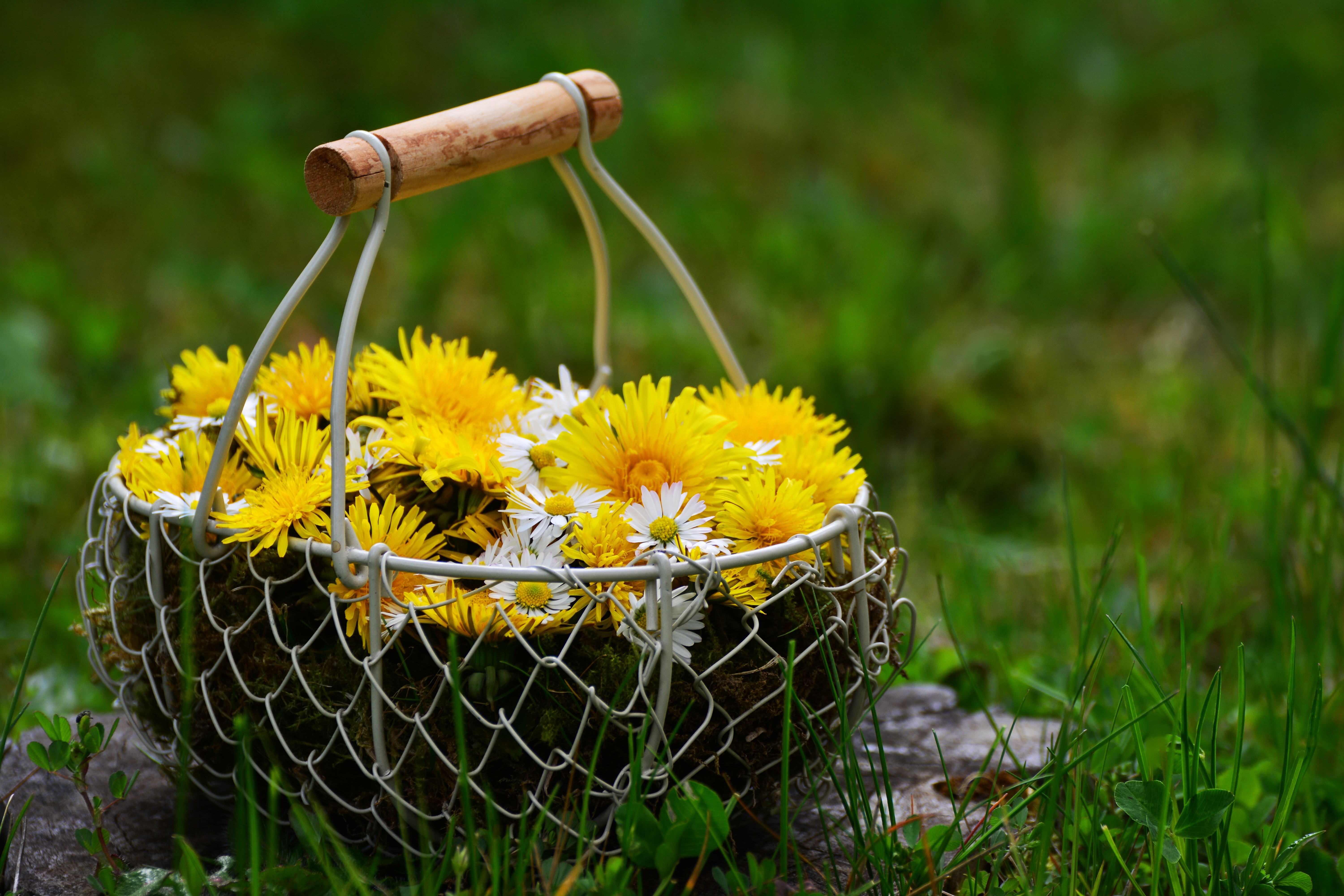 Free Images basket, flowers Dandelions