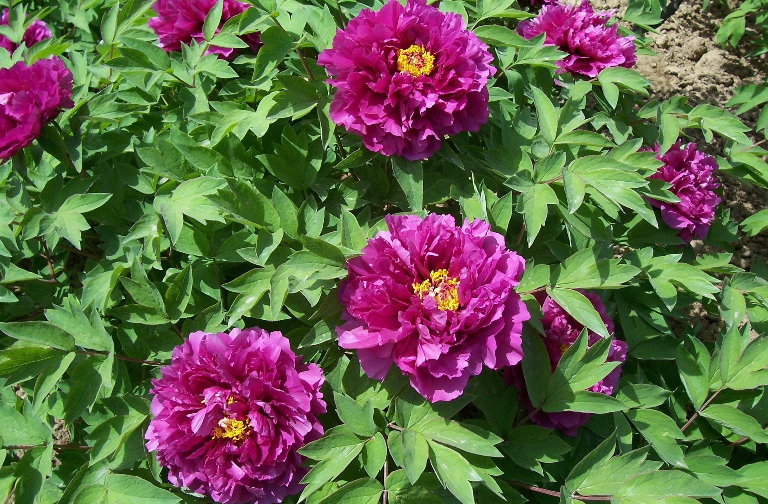 Laden Sie das Blumen, Pfingstrosen, Grüne, Grünen, Blumenbeet, Frühling-Bild kostenlos auf Ihren PC-Desktop herunter
