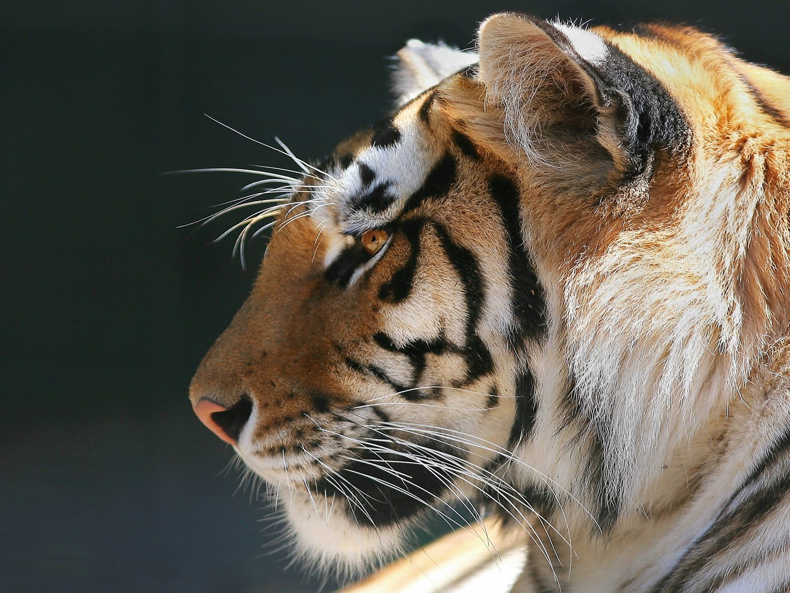 11249 Bild herunterladen tiere, tigers - Hintergrundbilder und Bildschirmschoner kostenlos
