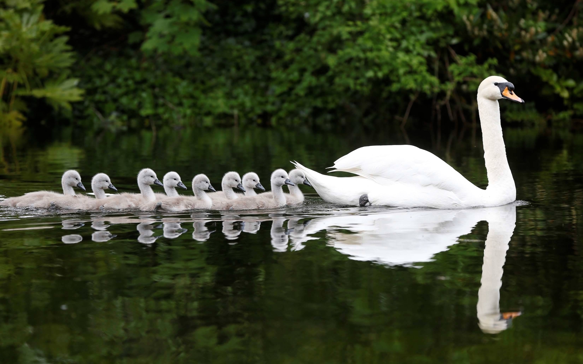 animal, swan, bird, mute swan, chick, baby animal, birds, water, reflection 2160p