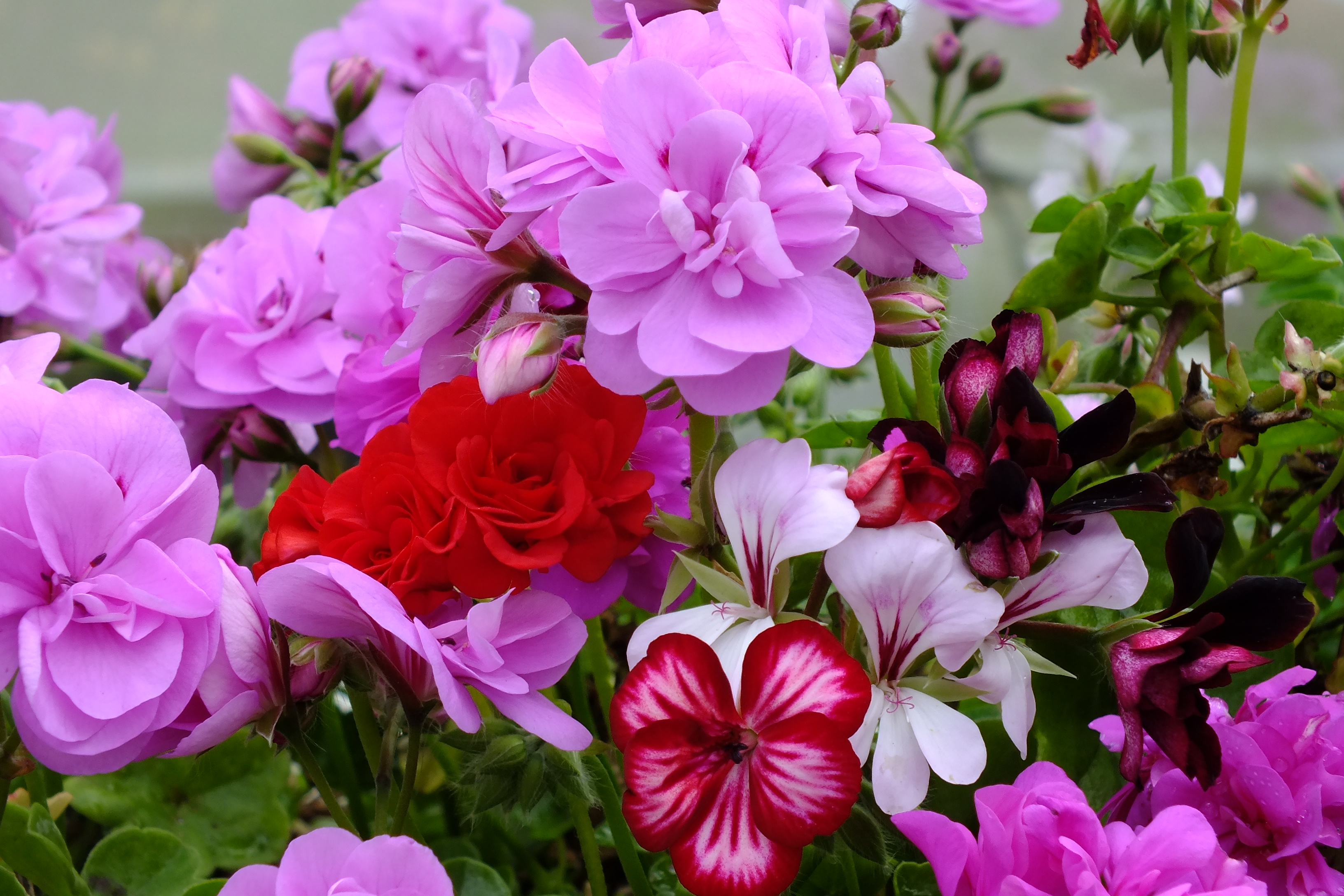 geranium, earth, flower, nature, purple flower, red flower, flowers