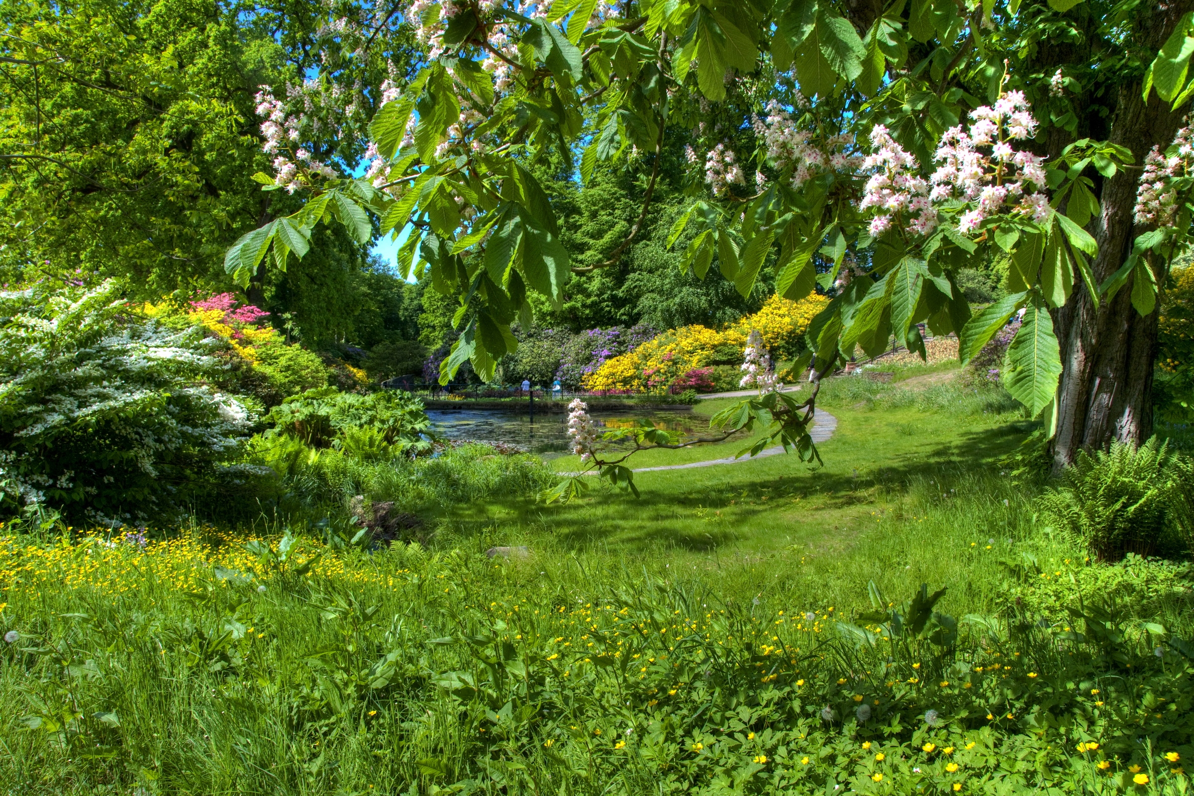 Laden Sie das Frühling, Natur, Blühen, Blühenden, Garten, Klar, Ich Verstehe, Kastanie-Bild kostenlos auf Ihren PC-Desktop herunter