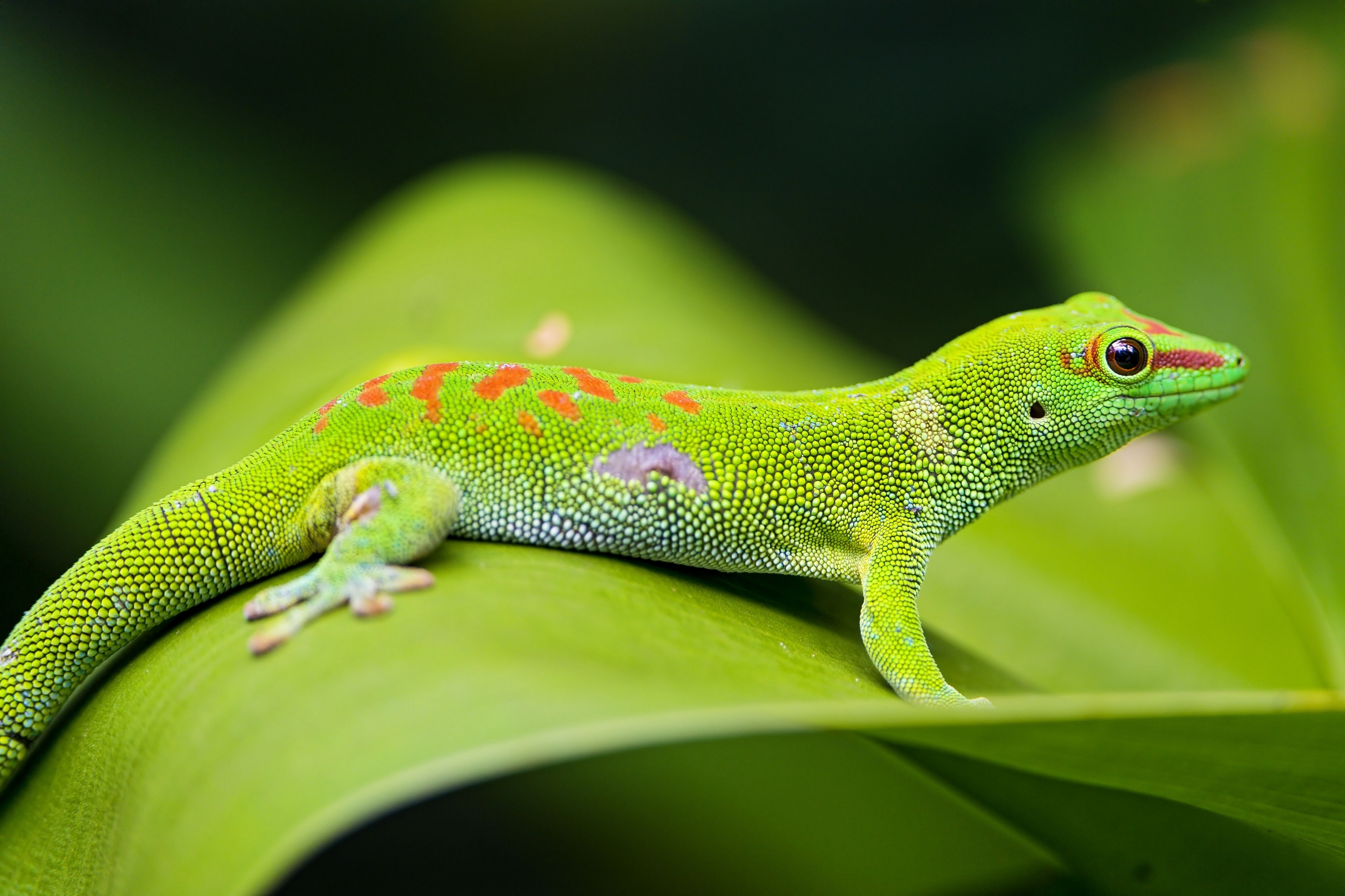 83667 Bildschirmschoner und Hintergrundbilder Gecko auf Ihrem Telefon. Laden Sie tiere, makro, blatt, eidechse, gecko Bilder kostenlos herunter