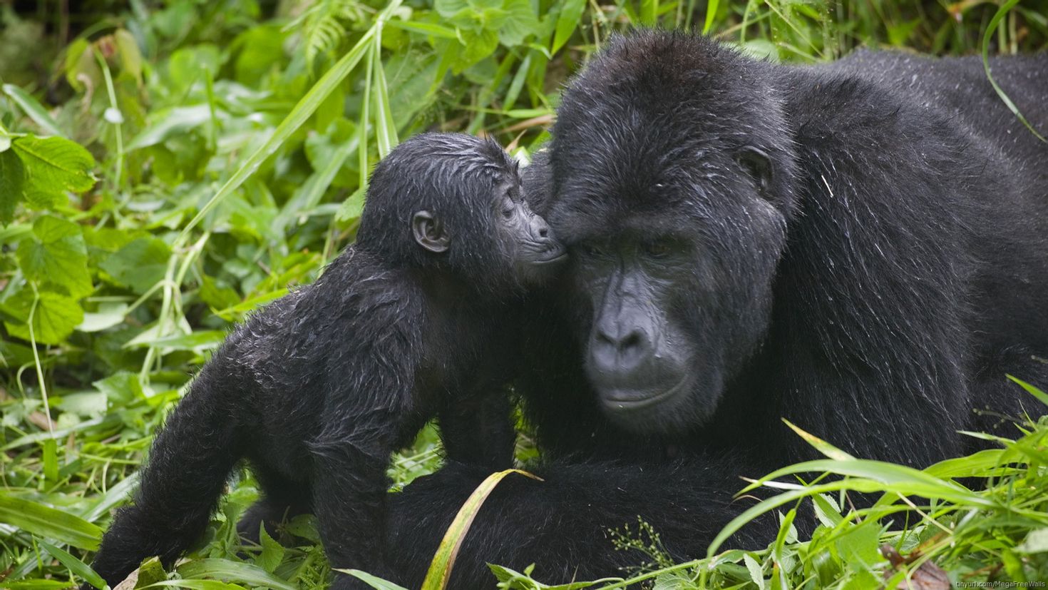 Фото для детей шимпанзе