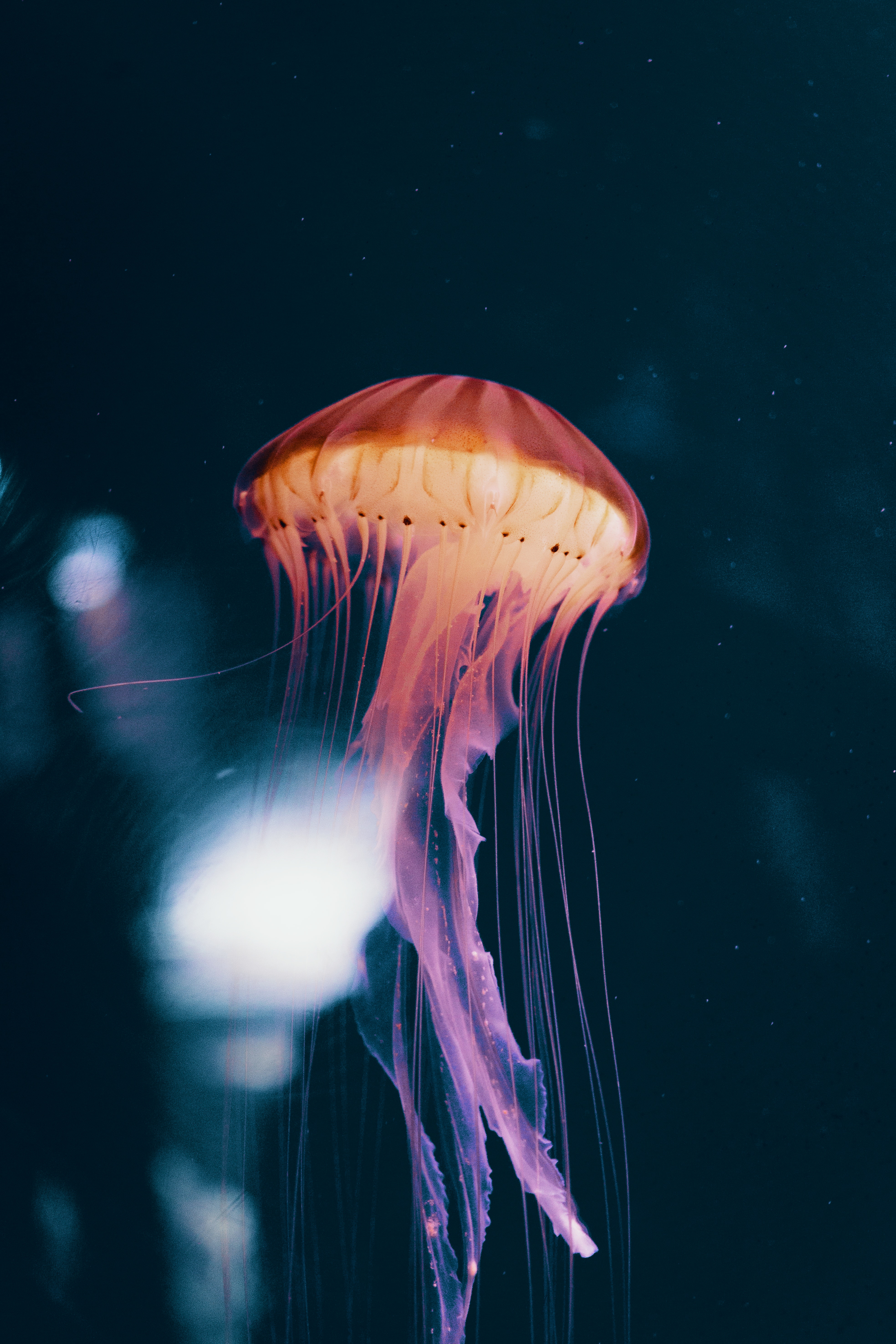 Underwater World jellyfish, animals, phosphorus, neon Lock Screen
