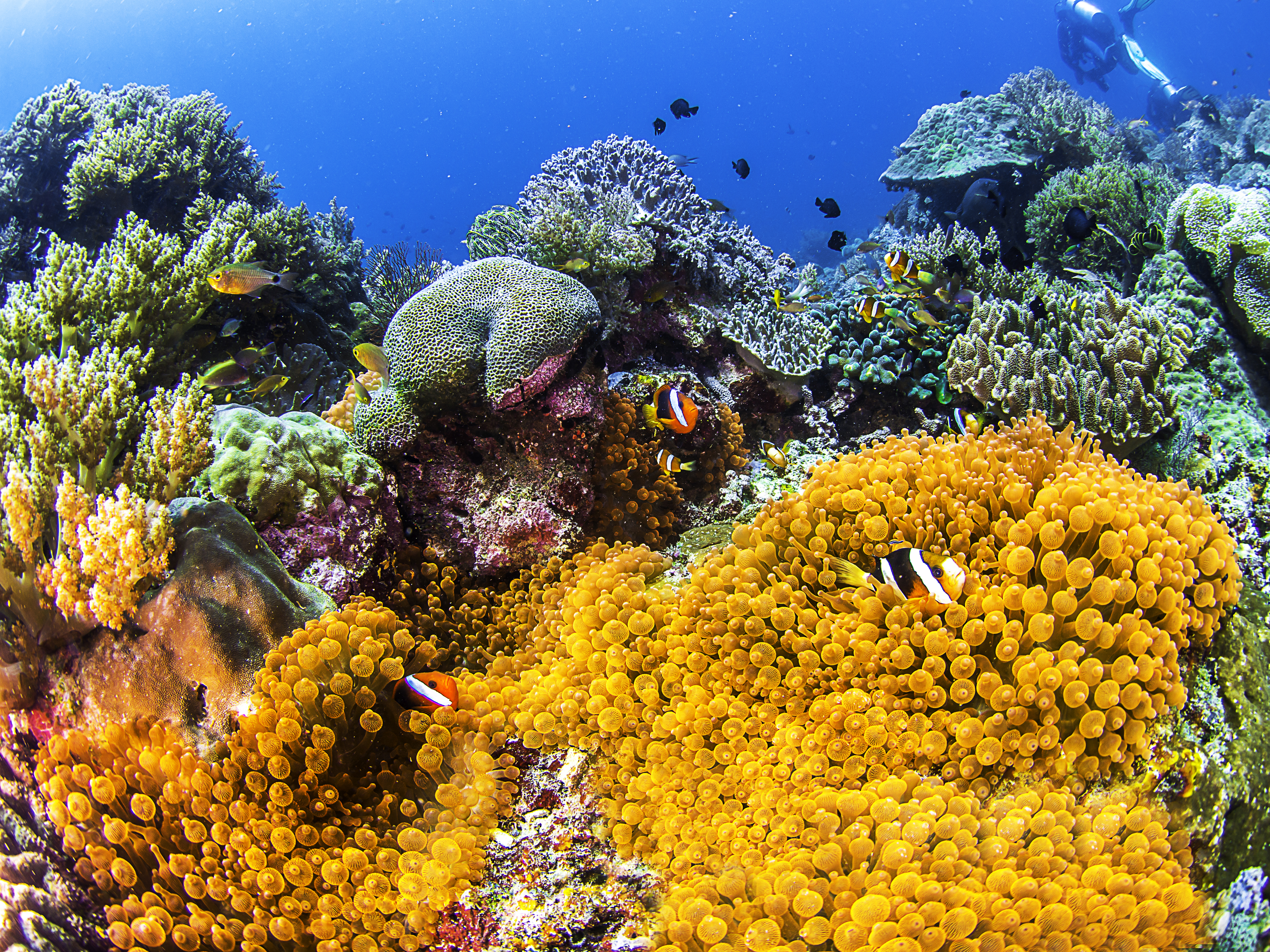 Подводный коралловый риф