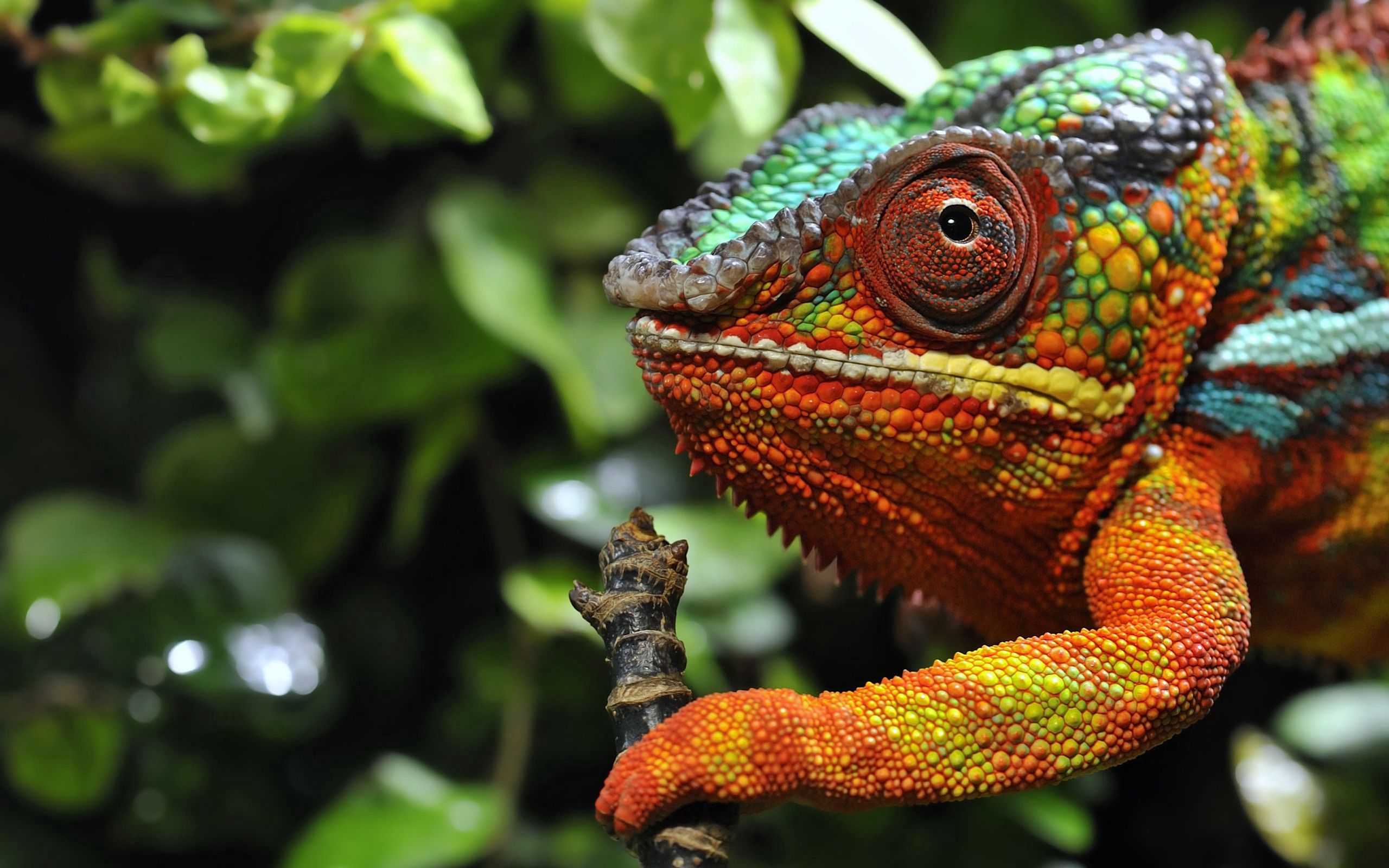 grass, animals, color, sight, opinion, chameleon QHD