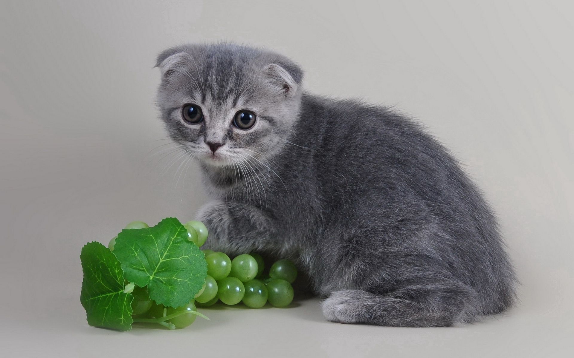 Cat lop-eared, kitten, kitty, grey Free Stock Photos