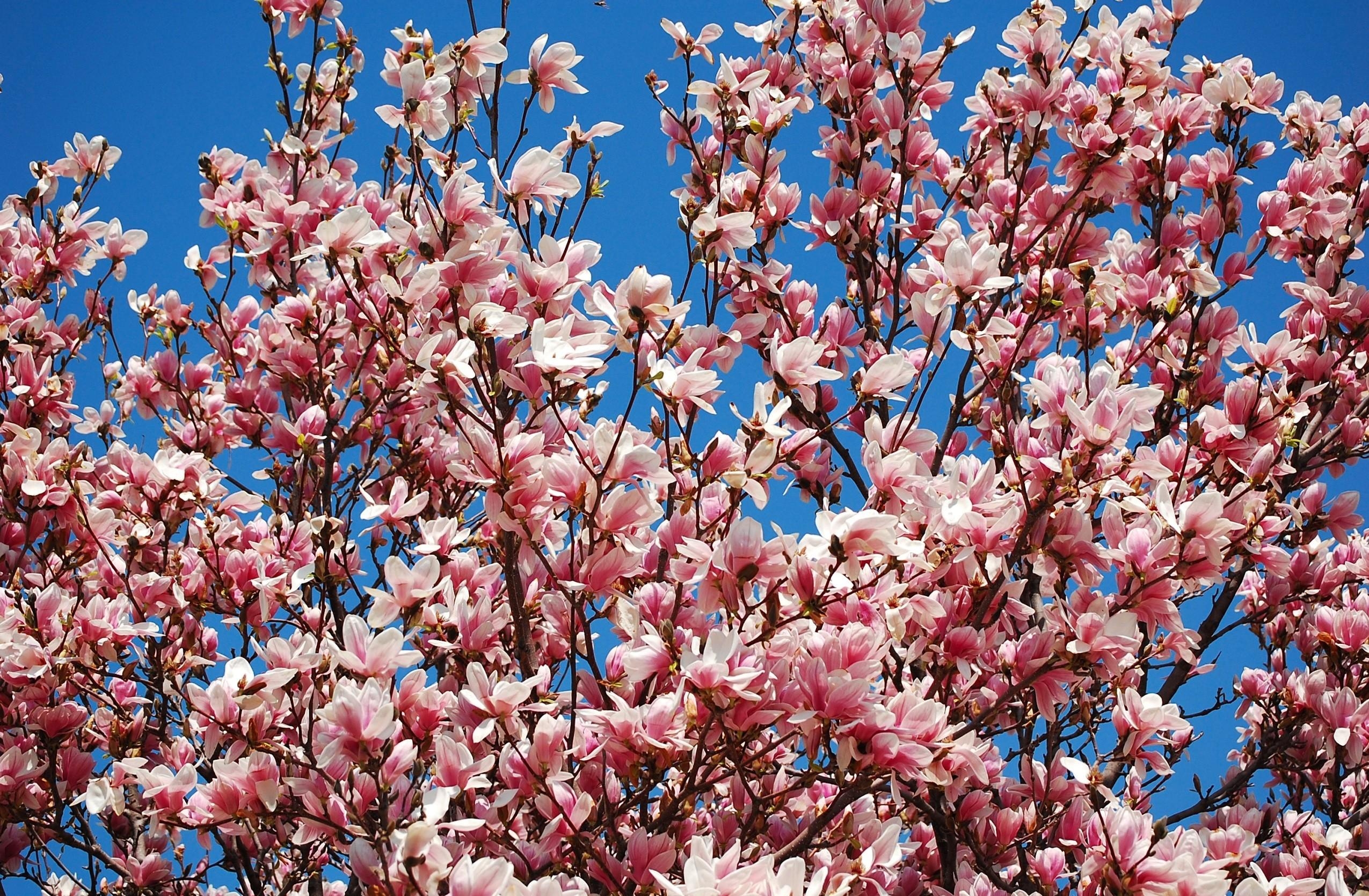 111870 Hintergrundbild herunterladen blumen, sky, geäst, zweige, blühen, blühenden, frühling, magnolie, magnolia - Bildschirmschoner und Bilder kostenlos