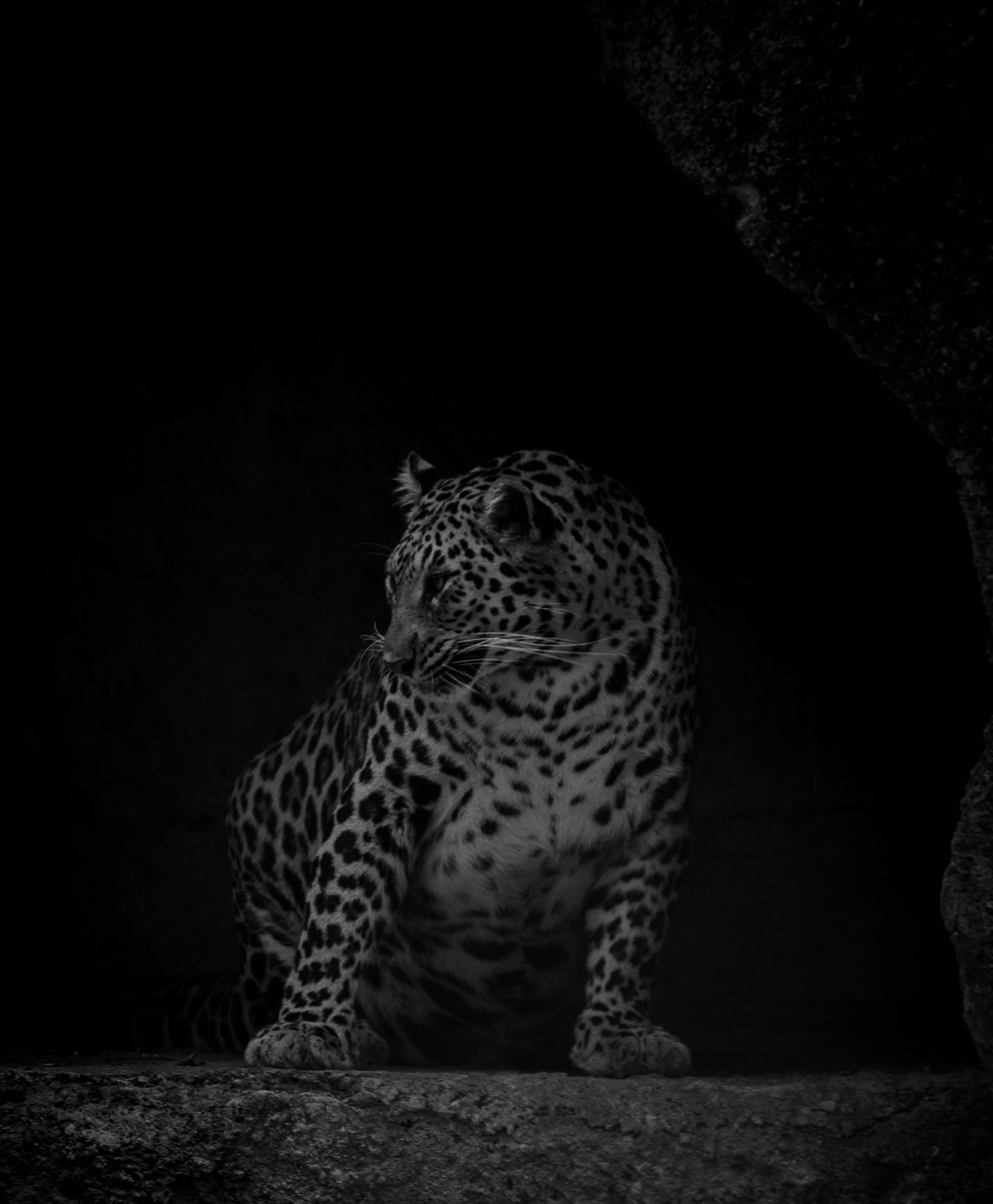 103513 Bild herunterladen tiere, dunkel, leopard, raubtier, predator, big cat, große katze, bw, chb - Hintergrundbilder und Bildschirmschoner kostenlos